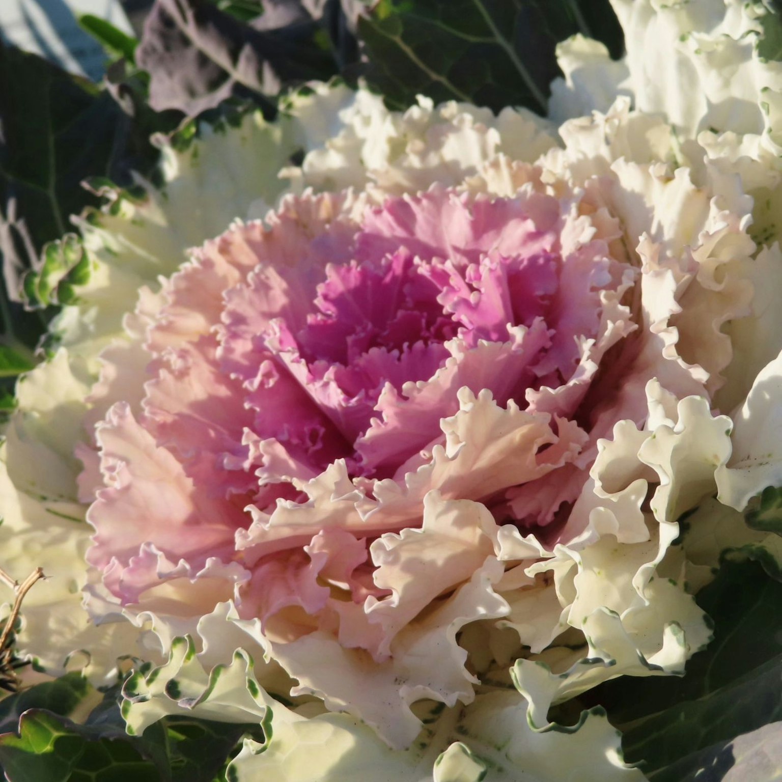 Gros plan d'une fleur de chou avec des pétales colorés