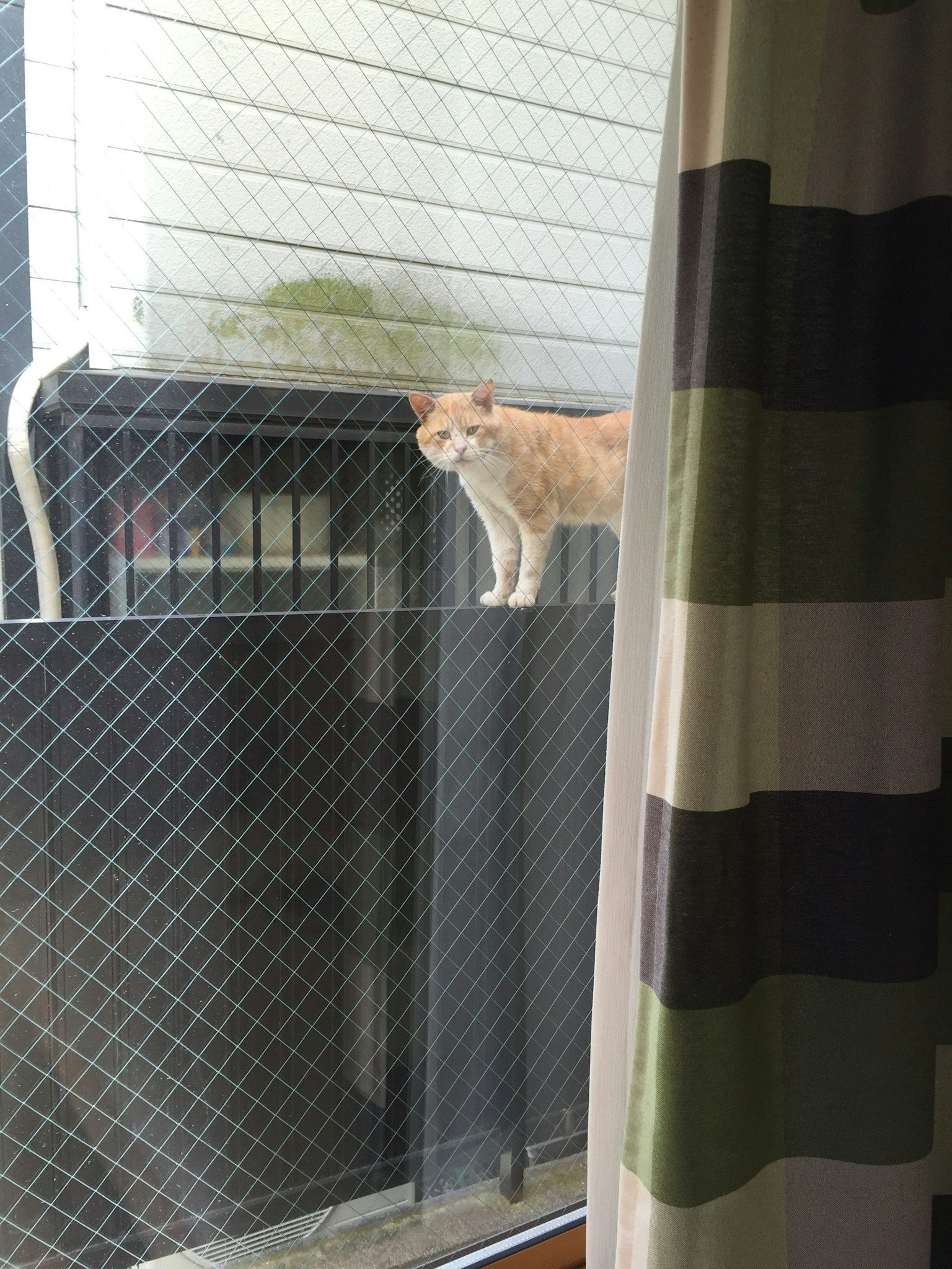 Un chat orange debout sur une clôture en filet à l'extérieur d'une fenêtre