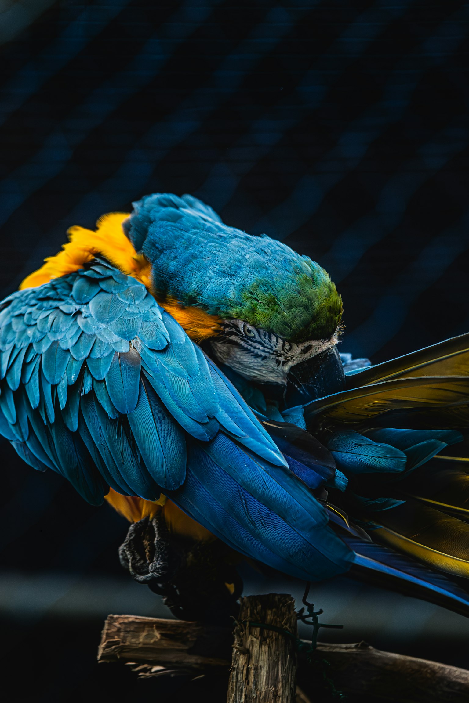 A beautiful parrot with blue and yellow feathers preening its wings
