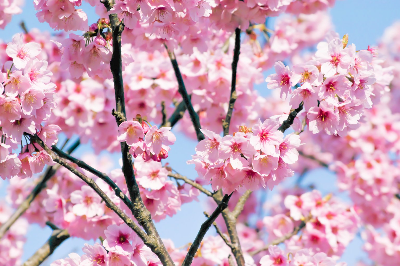 Bellissimi fiori di ciliegio sui rami degli alberi