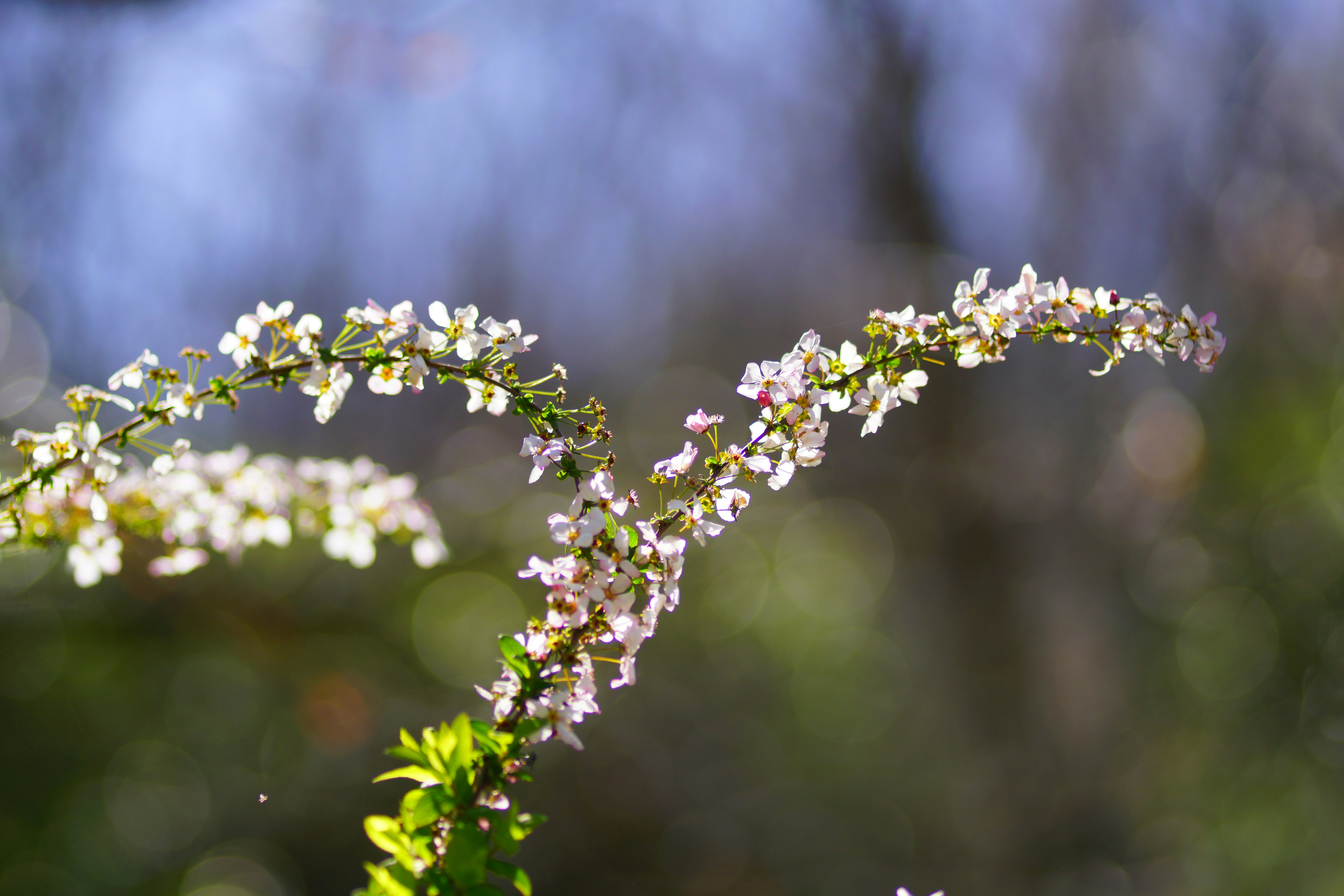 cành hoa nhỏ với nền bokeh mờ