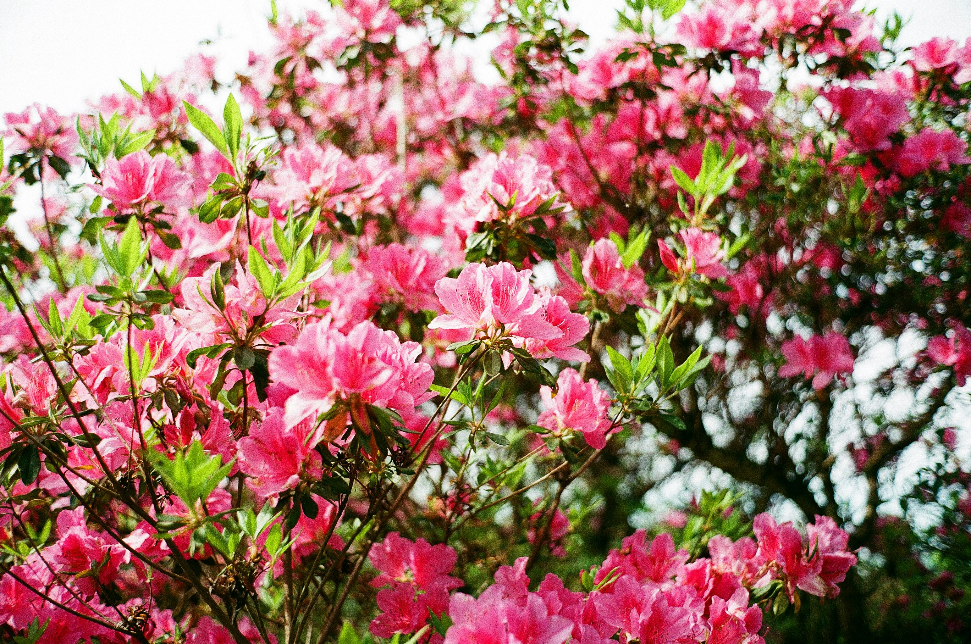 色鮮やかなツツジの花が咲き並ぶ庭の景色