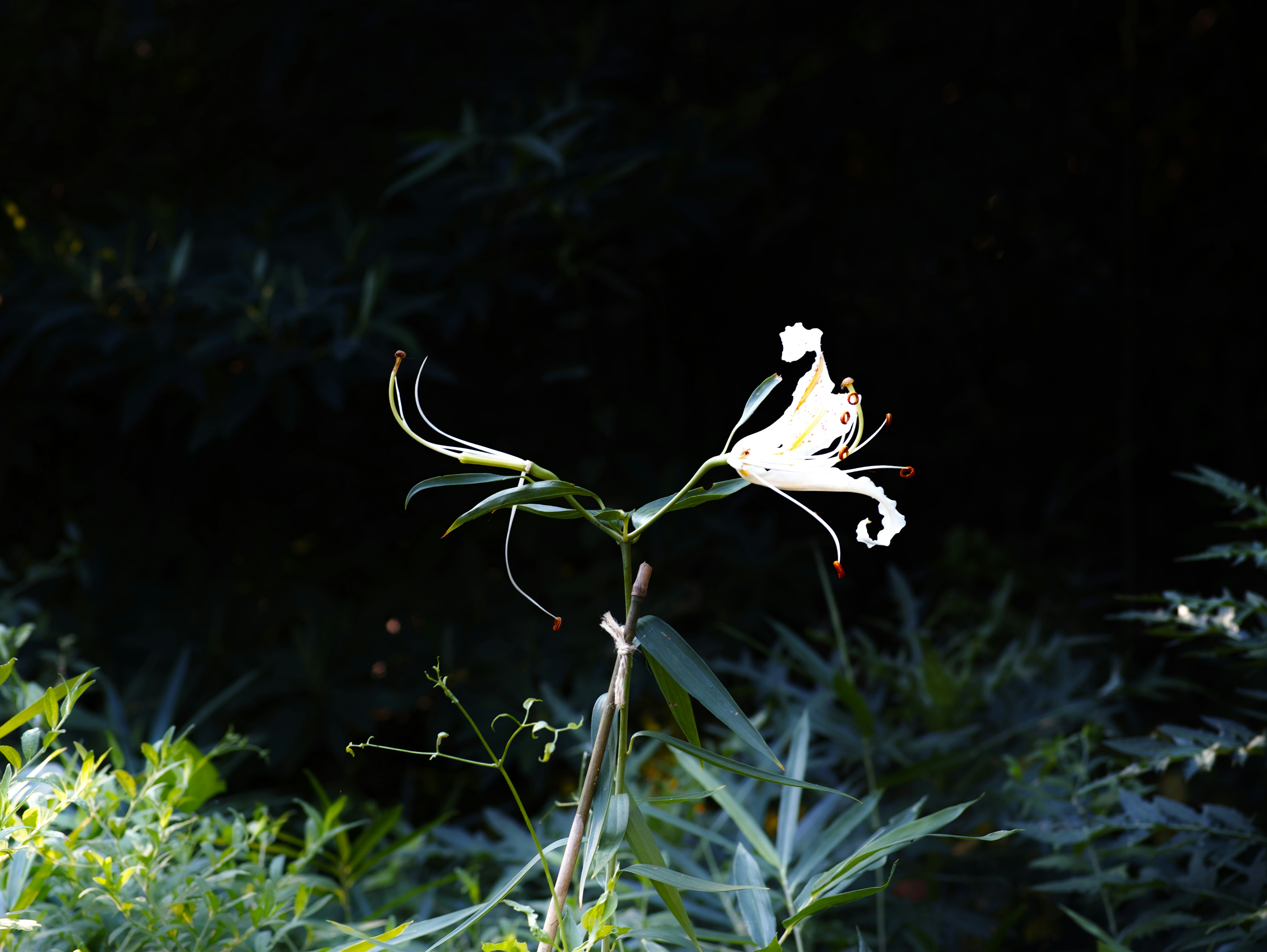 夜の草むらで光る白い花