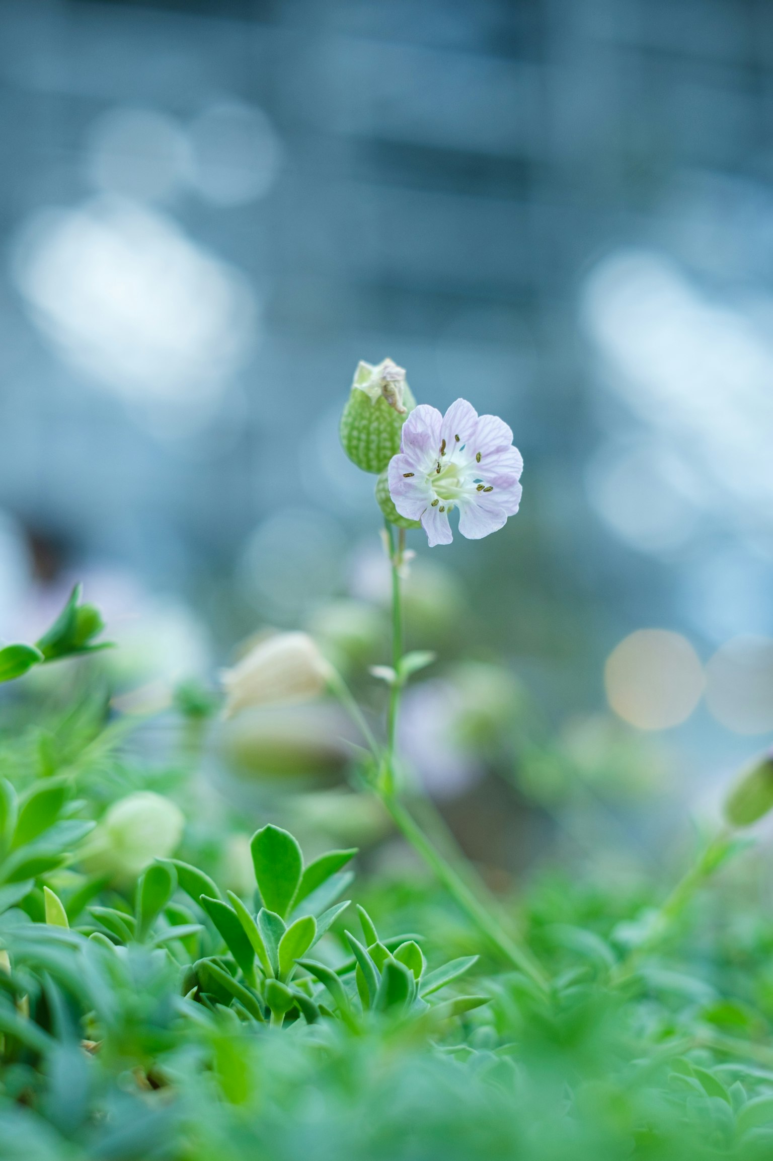 淡い紫色の花が緑の葉の中に咲いている背景にぼんやりした青い光がある