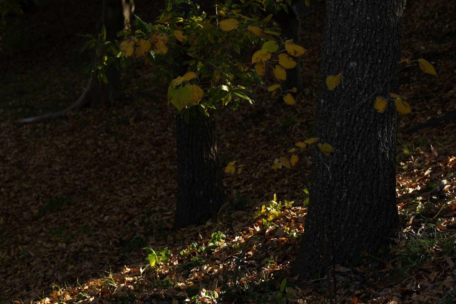 Árboles en un bosque oscuro con luz iluminando las hojas caídas
