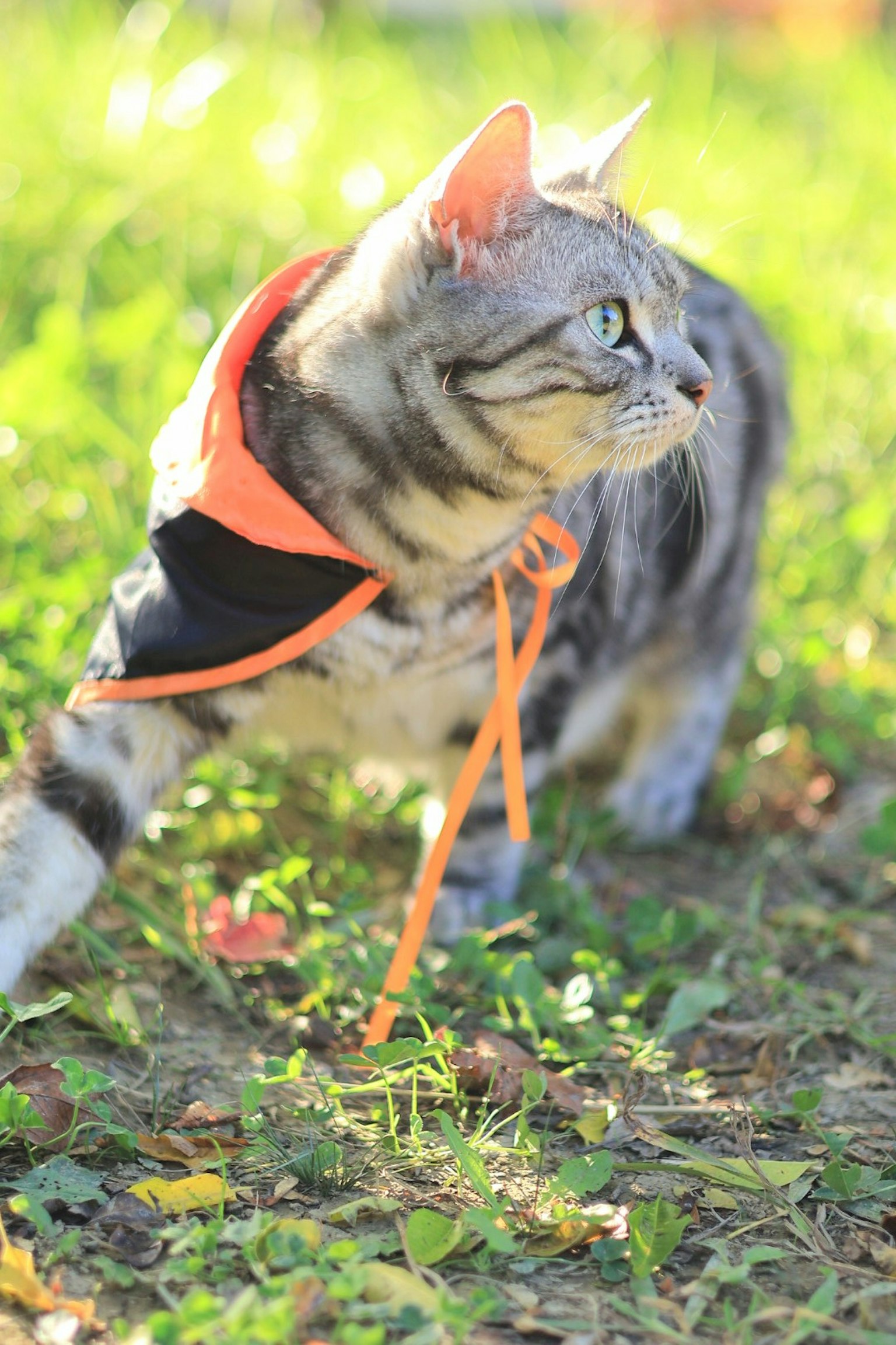 オレンジと黒のハーネスを着た猫が草の中を歩いている