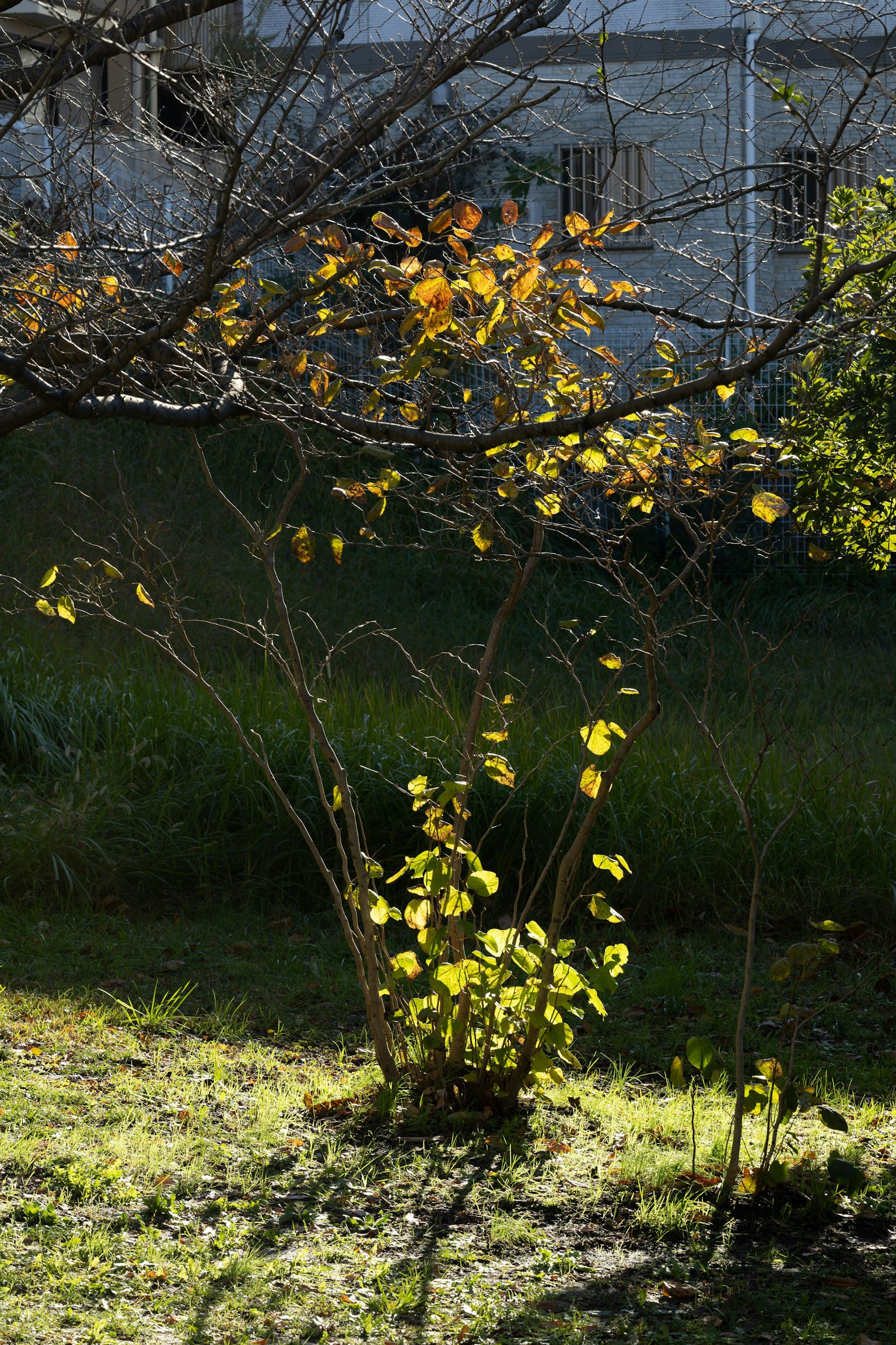 Small tree with yellow autumn leaves and green grass background