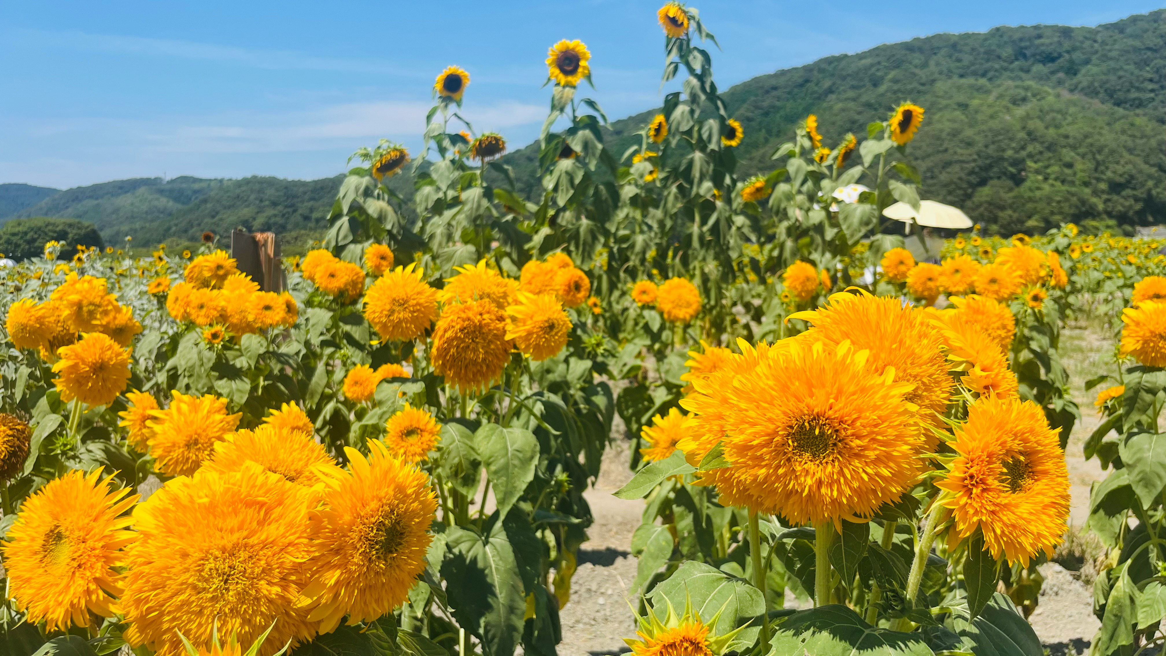 Campo di girasoli gialli con colline verdi sullo sfondo