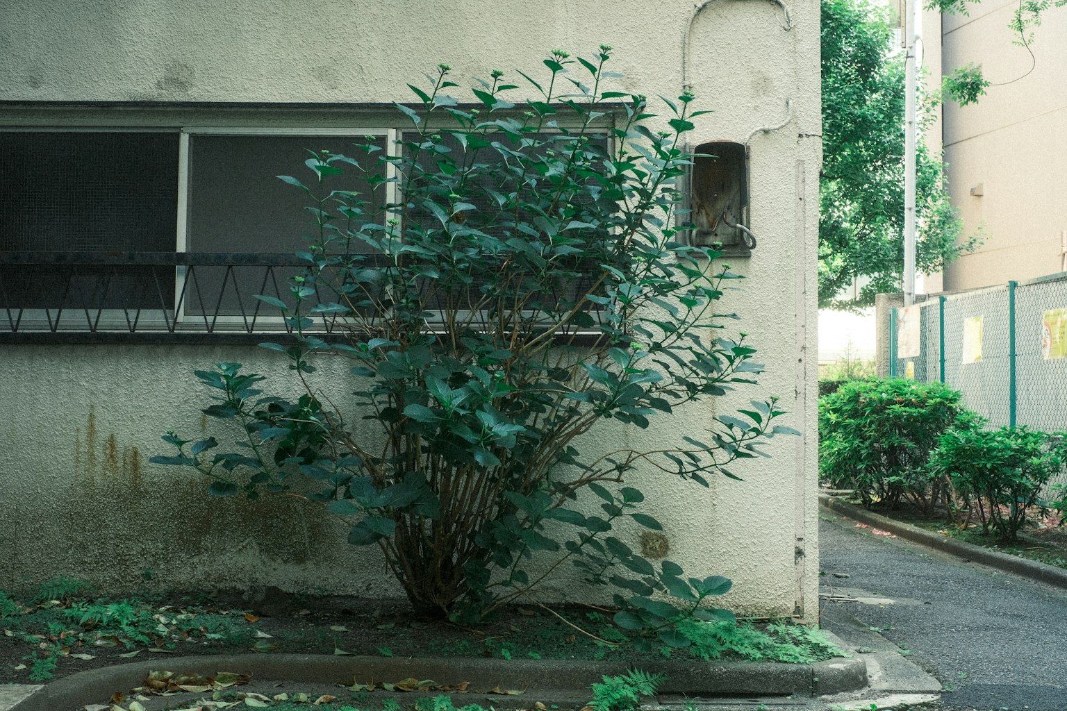 Üppiger grüner Strauch, der an der Ecke eines alten Gebäudes wächst