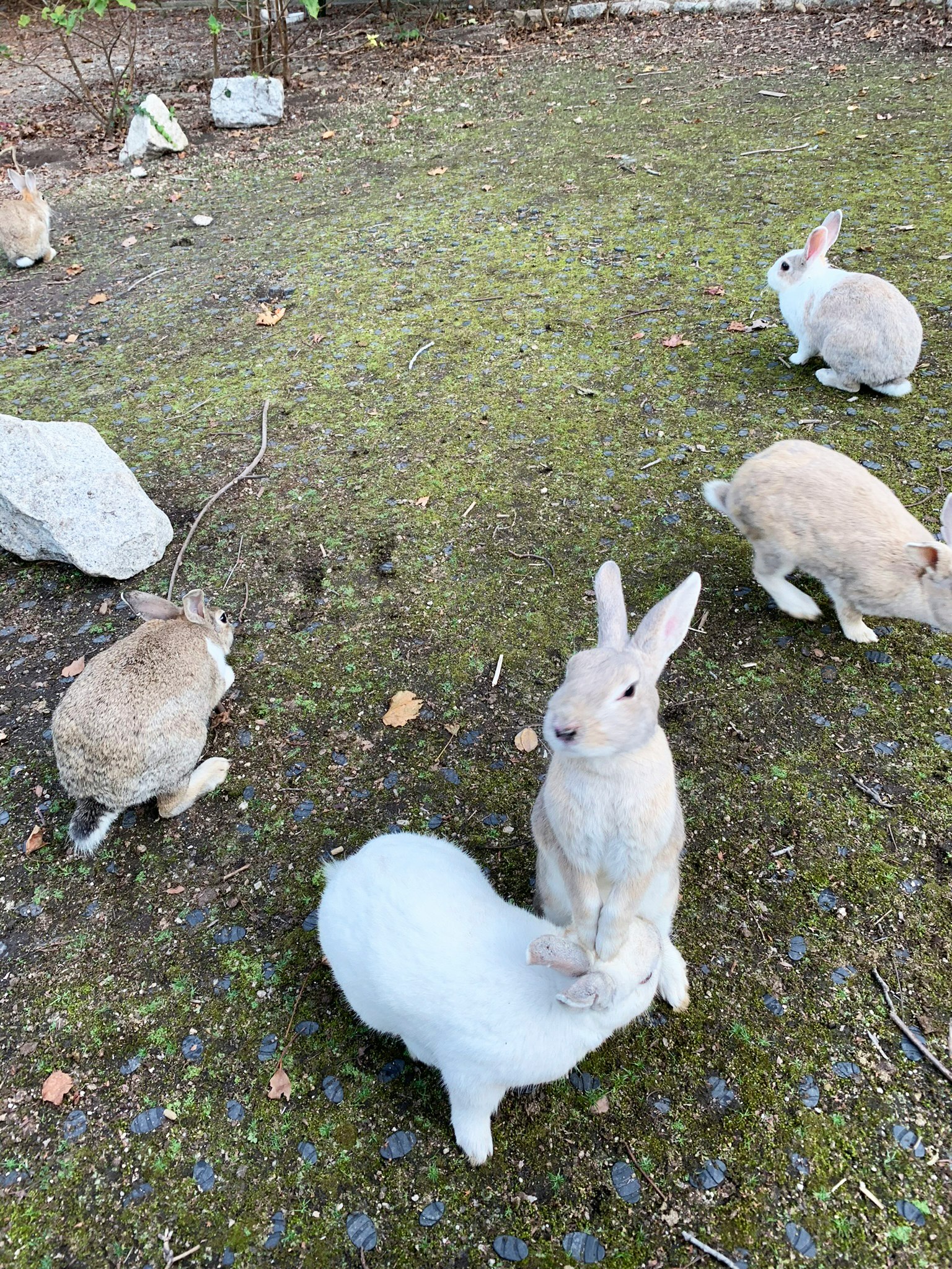 Mehrere Kaninchen spielen auf dem grasigen Boden