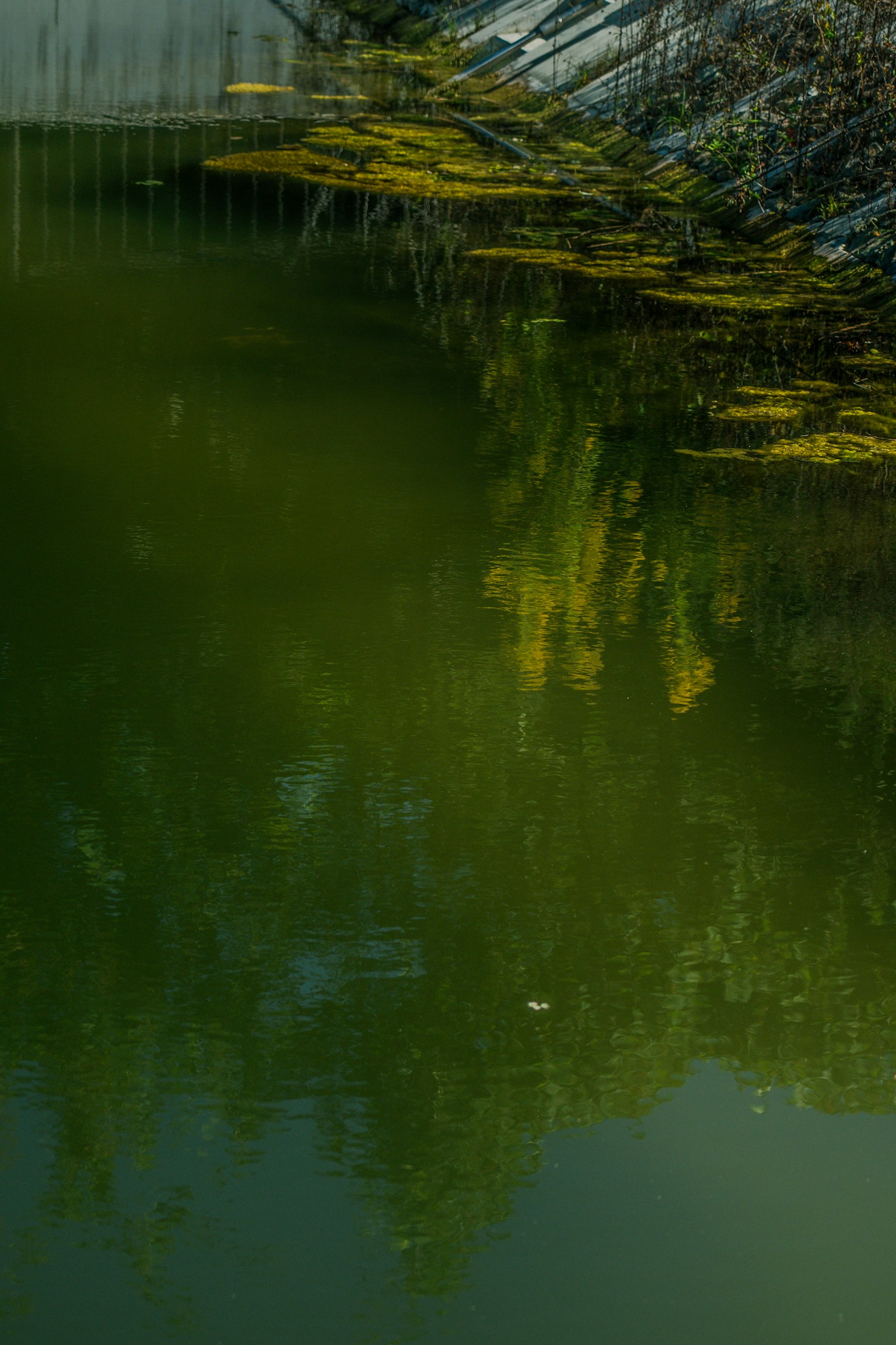 Escena serena de un estanque con reflejos verdes y amarillos en la superficie del agua