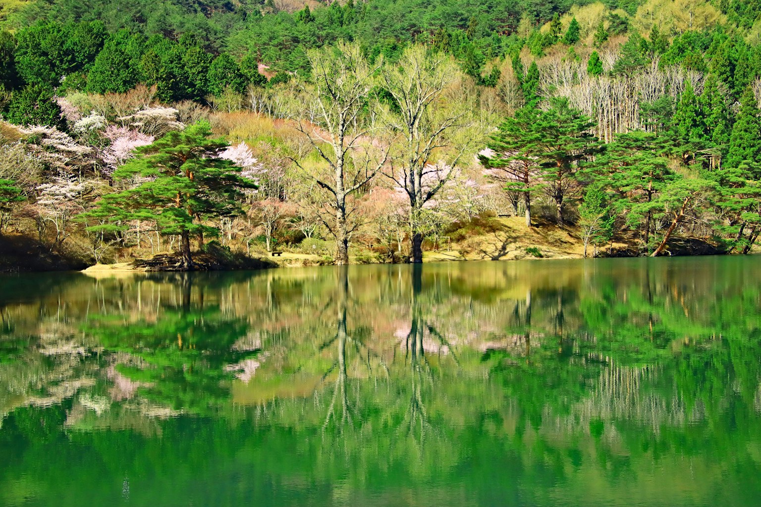 Lago verde sereno que refleja los árboles y la naturaleza circundante