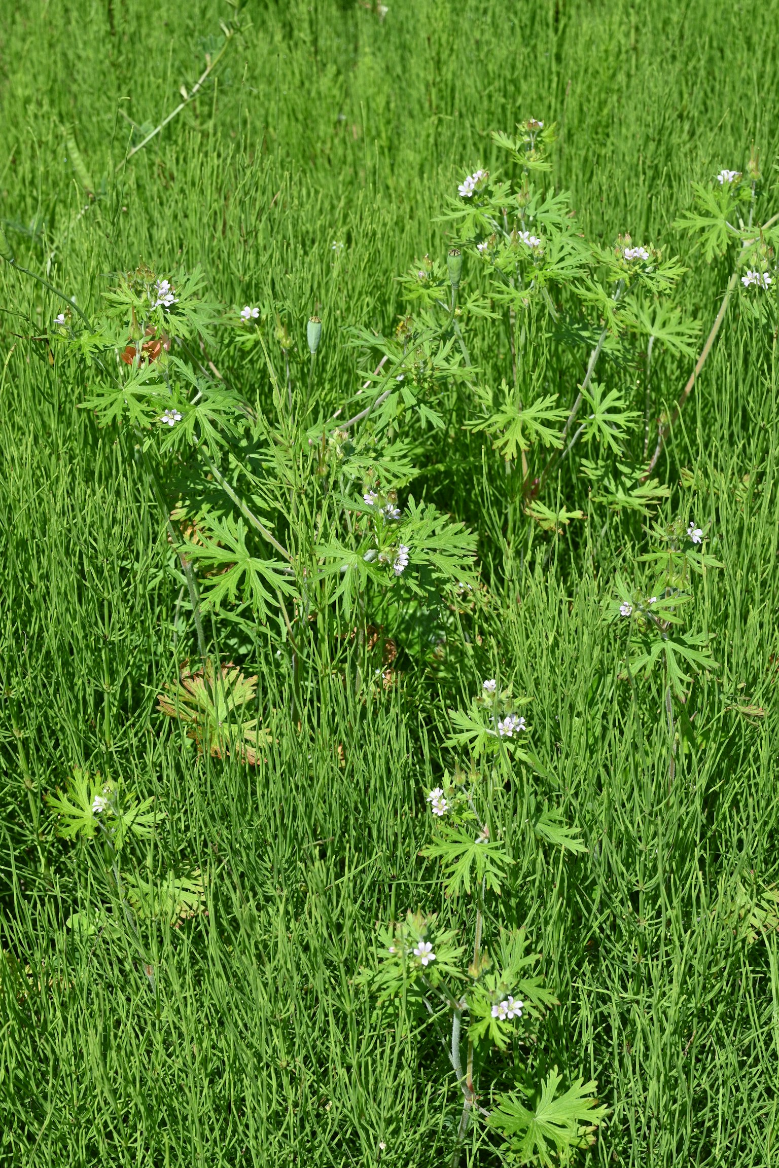 Raggruppamento di piante con fiori bianchi in un campo erboso verde
