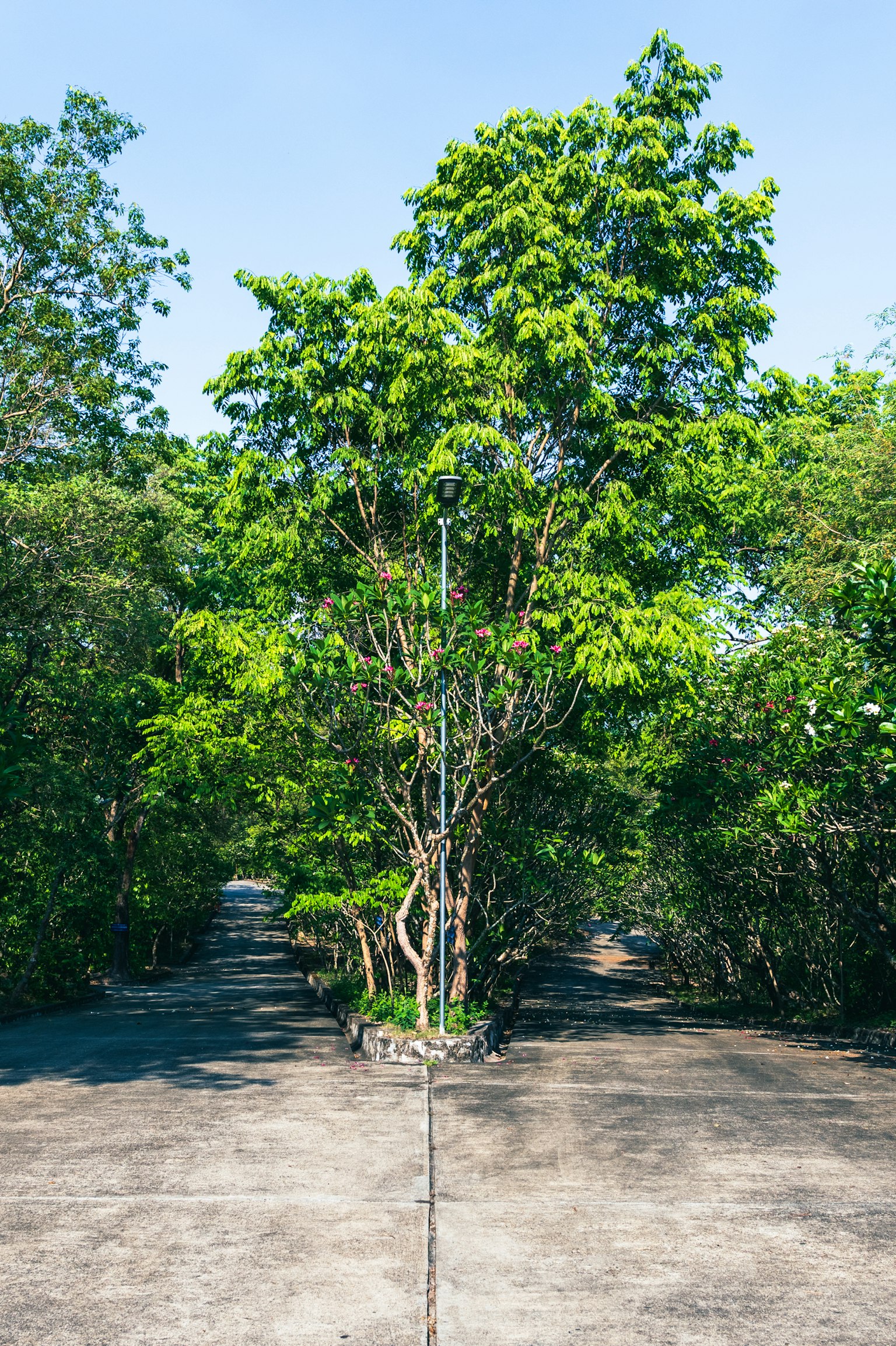 Un grande albero al centro di un sentiero circondato da una vegetazione lussureggiante