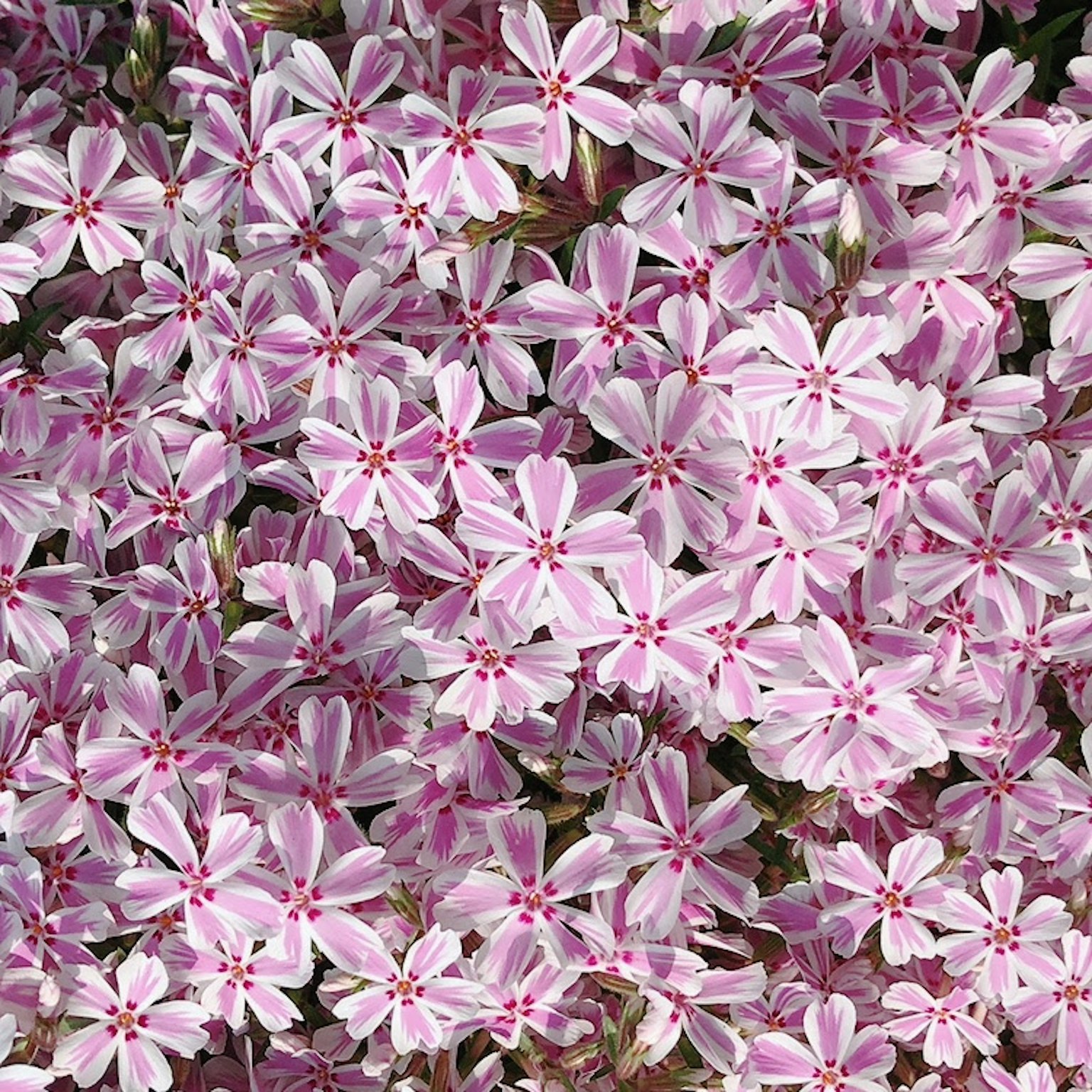 Un bellissimo paesaggio di fiori rosa chiaro raggruppati