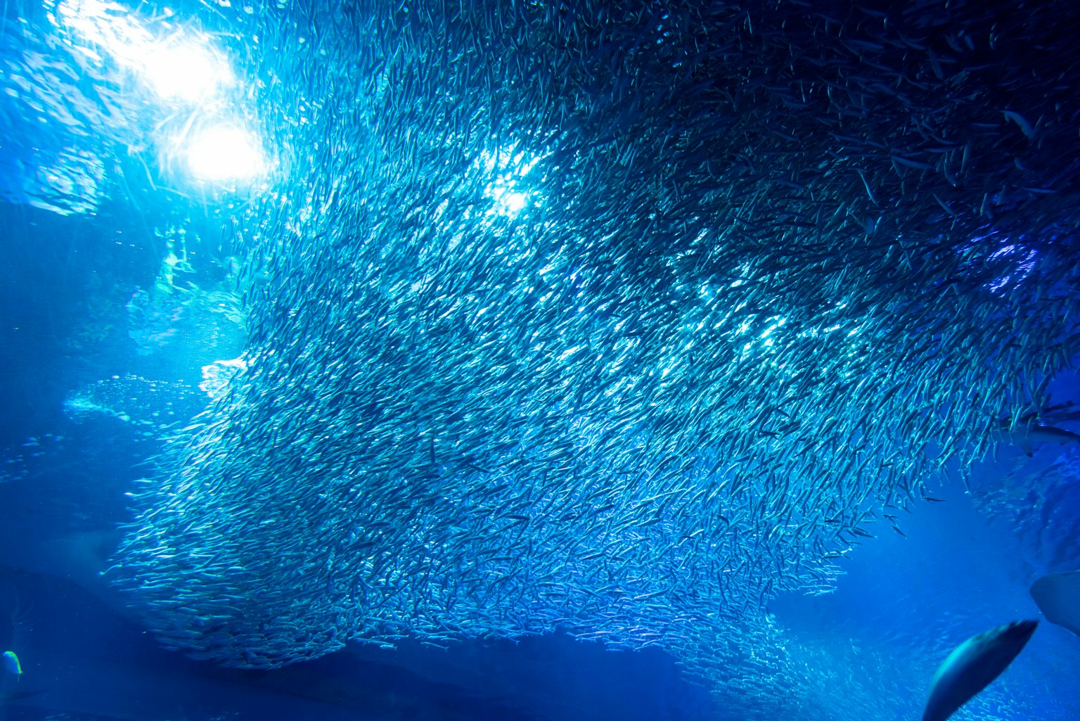 青い海の中で泳ぐ魚の群れが光を反射している