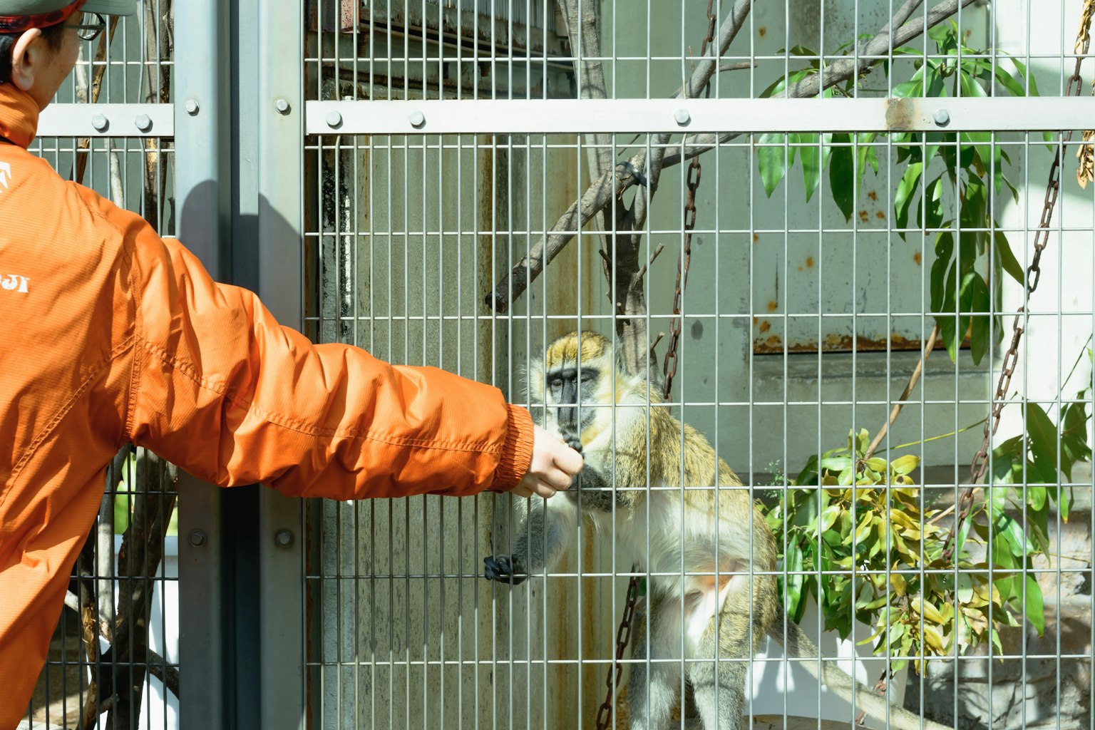 Une personne en veste orange donnant à manger à un singe à travers une clôture en fil de fer