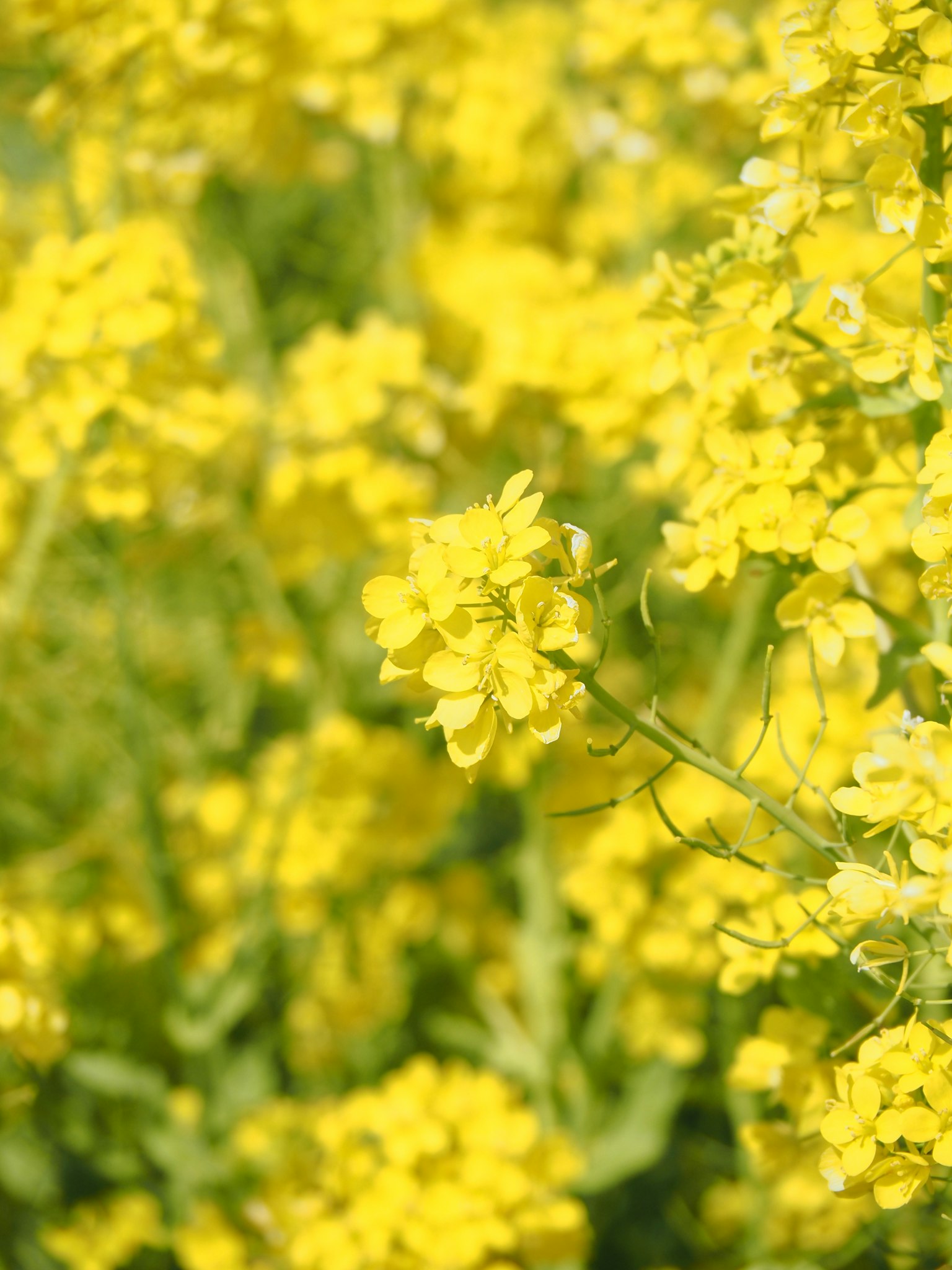 Nahaufnahme eines Feldes mit lebhaften gelben Blumen
