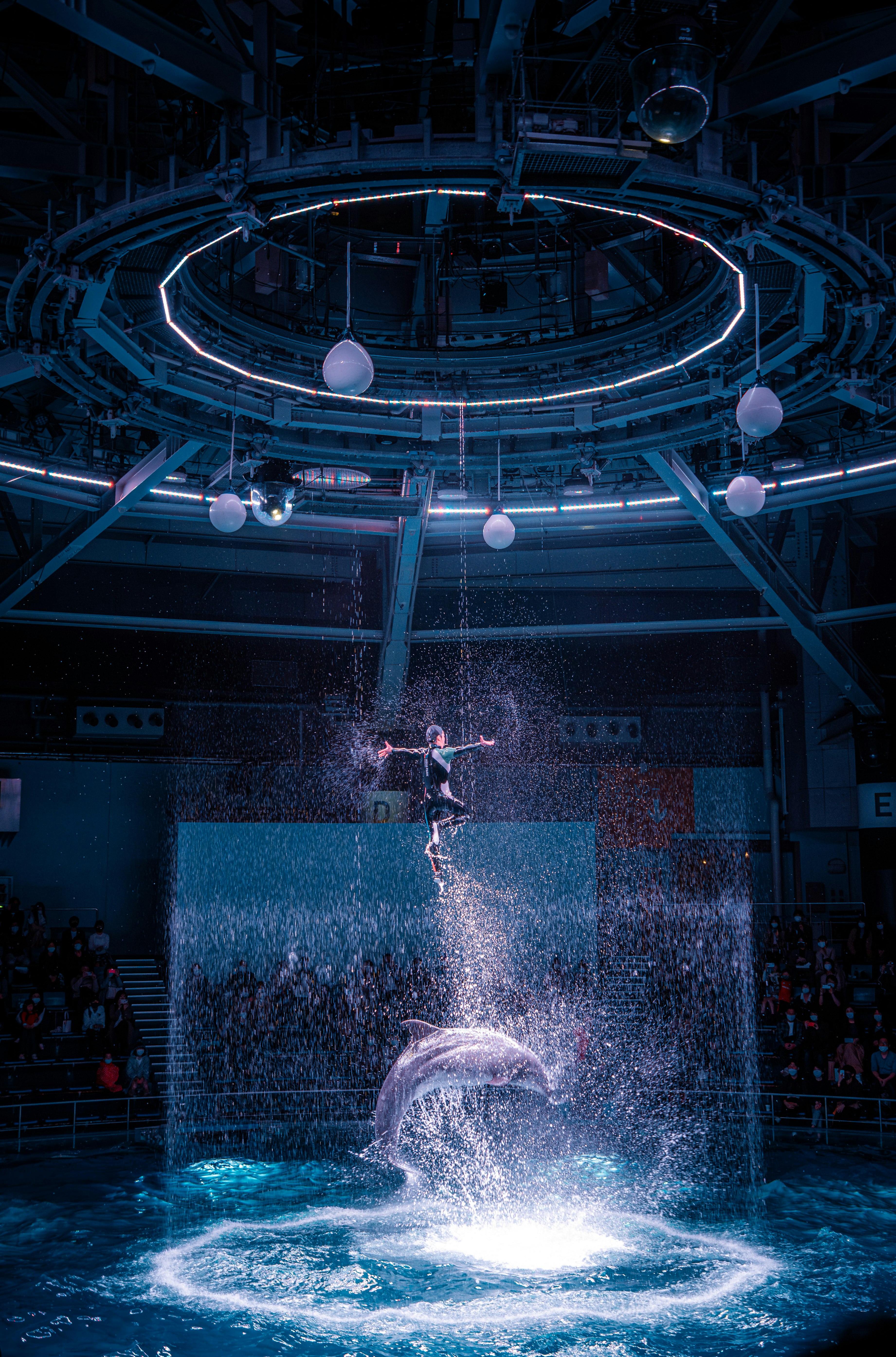 Delfín saltando en el agua con público en una escena de acuario
