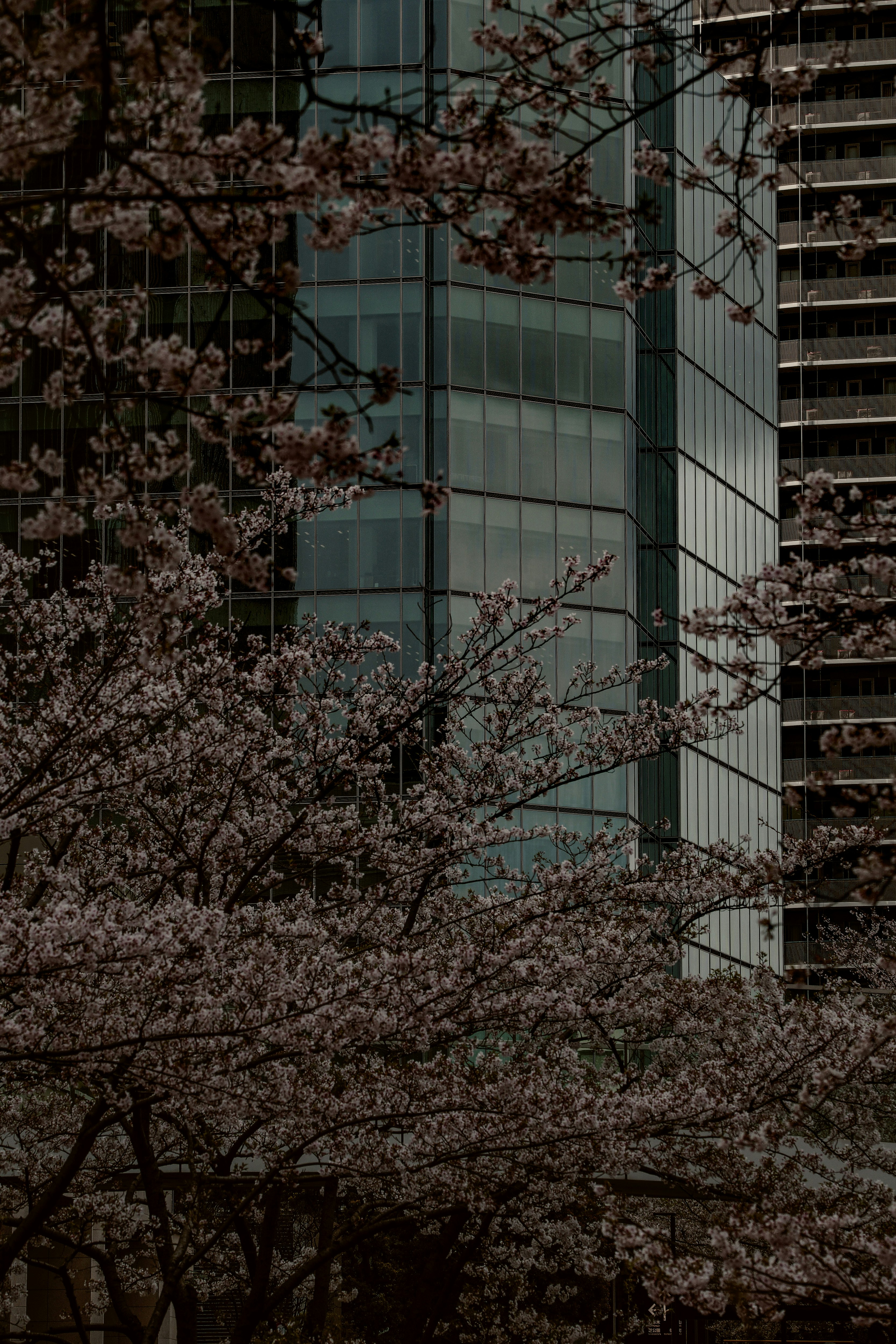 桜の枝が映る都市の高層ビル群