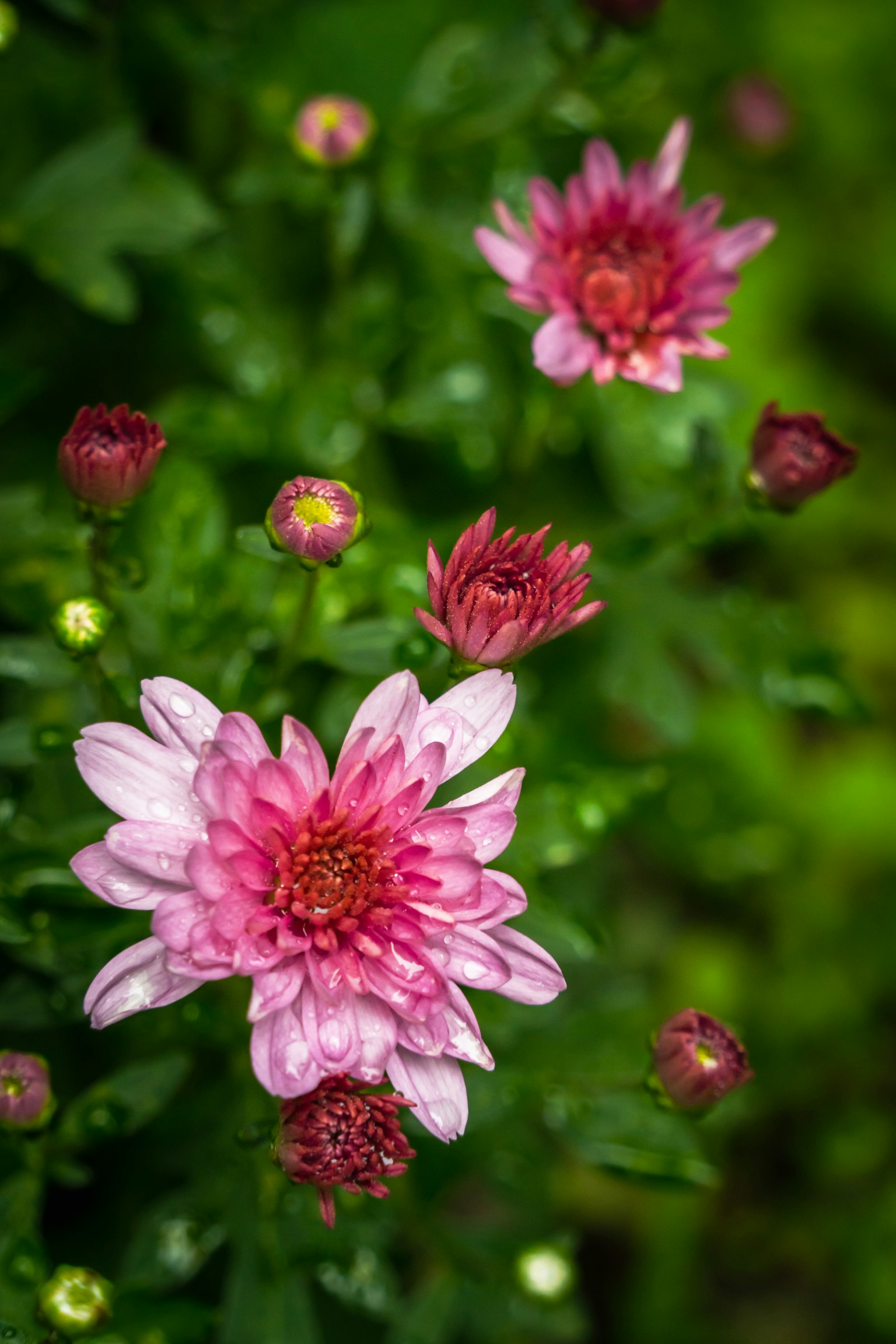 Beautiful pink chrysanthemum flowers and buds surrounded by green leaves