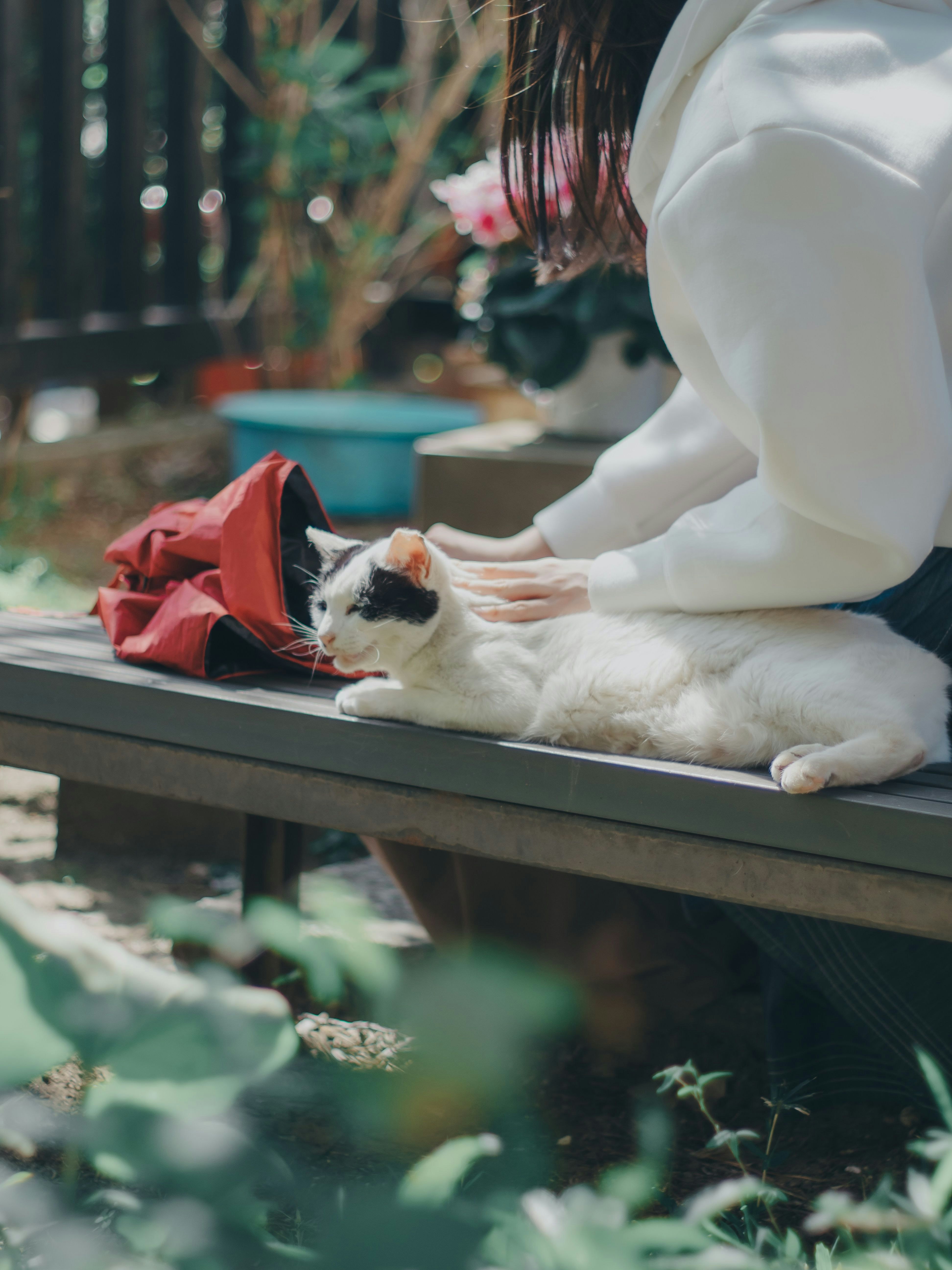 ベンチで寄り添う猫と手のある室内の癒しのひととき