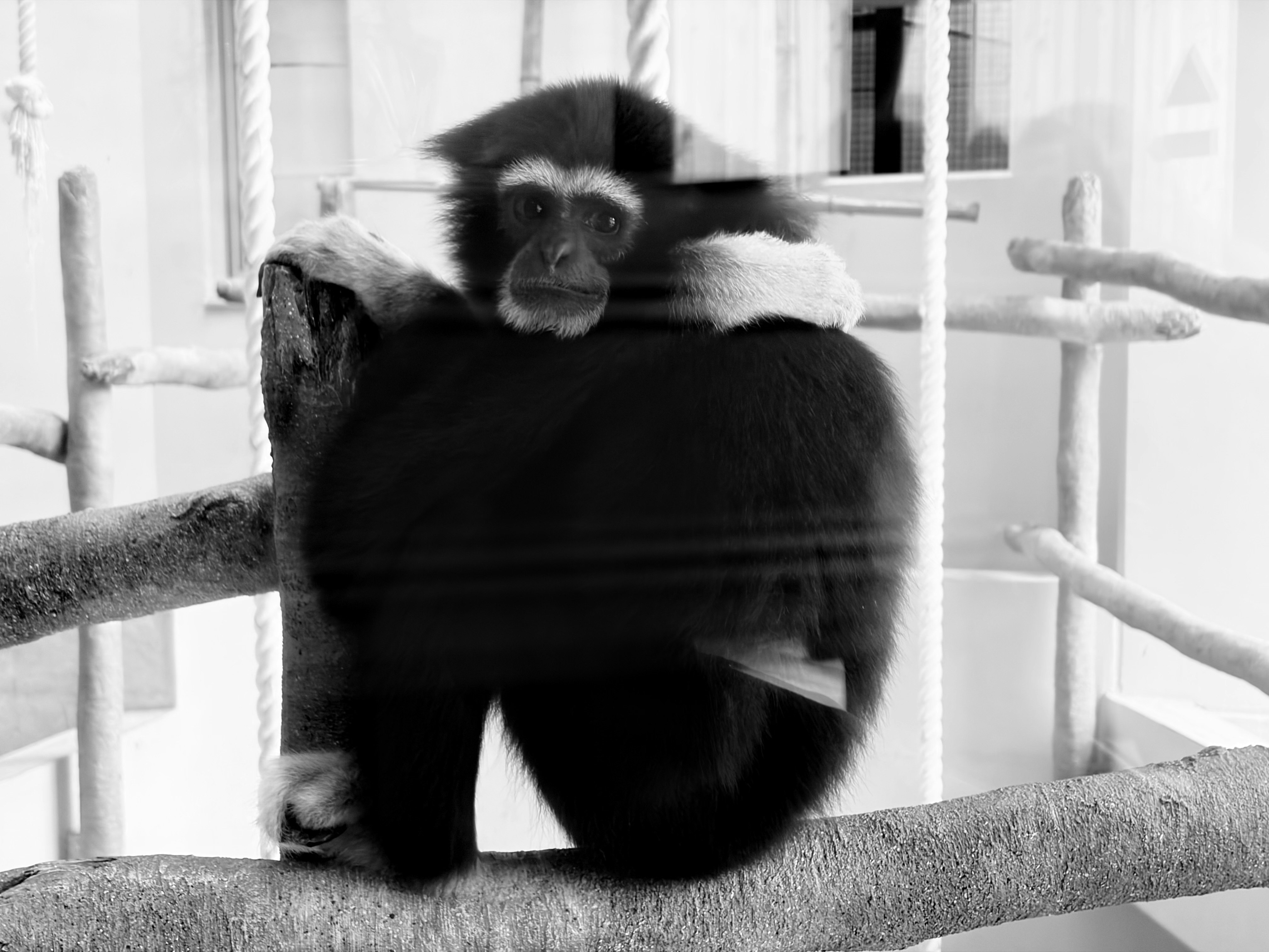 lémur sentado frente a una jaula en blanco y negro