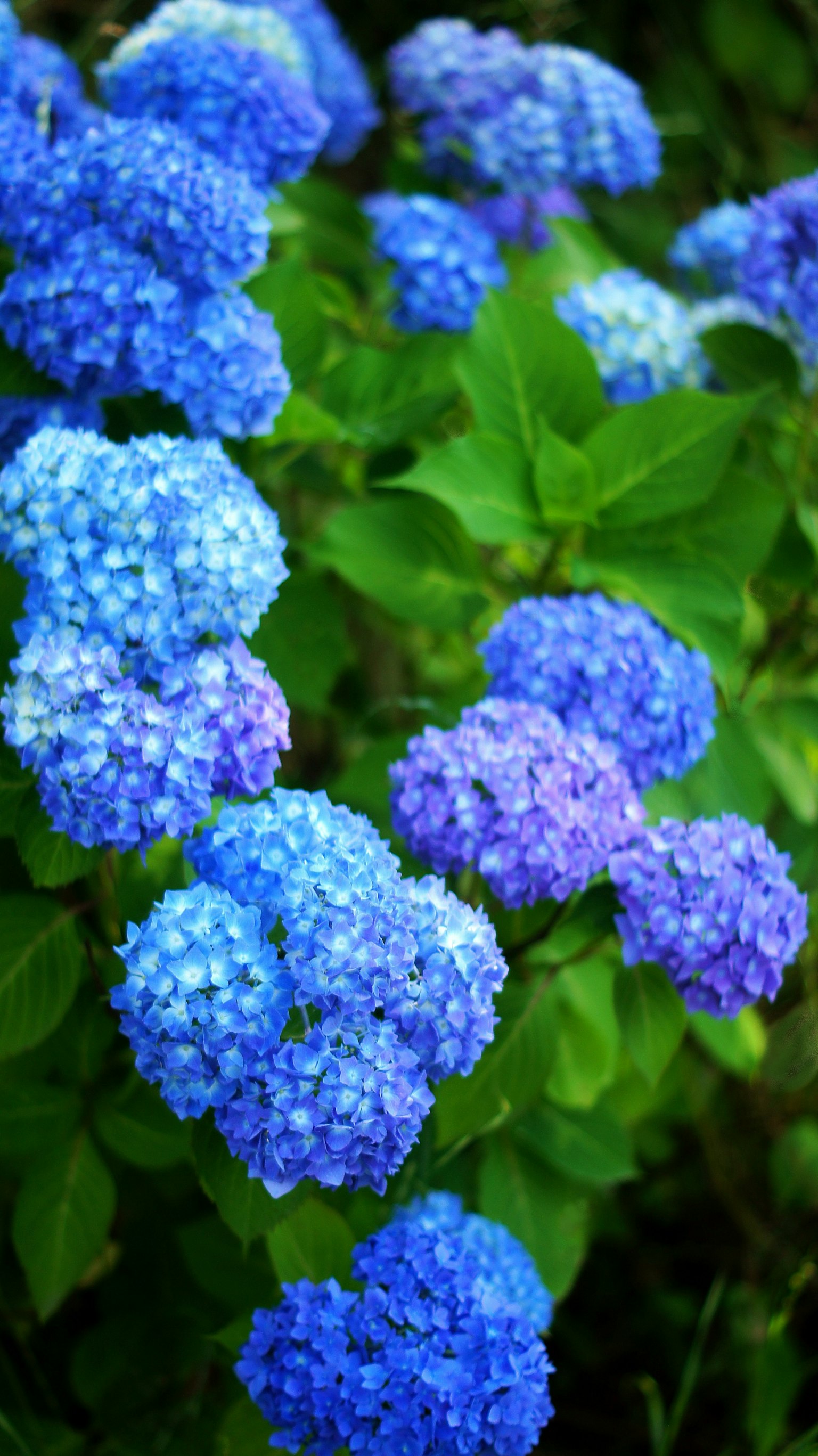 A close-up of blue and purple hydrangea flowers surrounded by green leaves