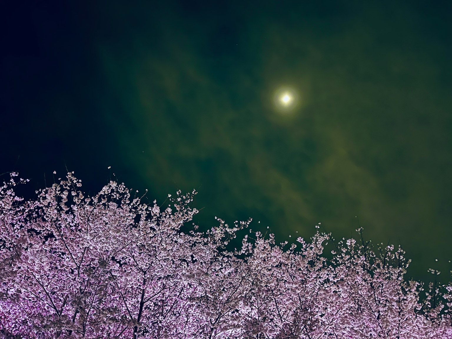 Un paesaggio da sogno con fiori di ciliegio sotto un cielo illuminato dalla luna