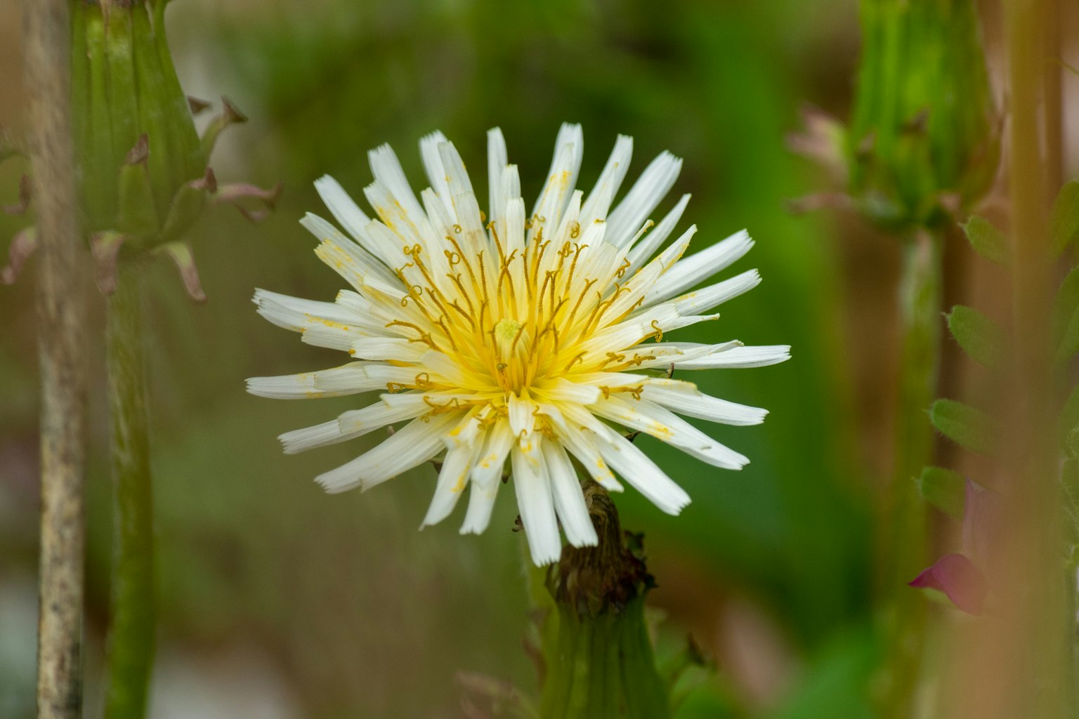 Fiore di dente di leone con petali bianchi e centro giallo