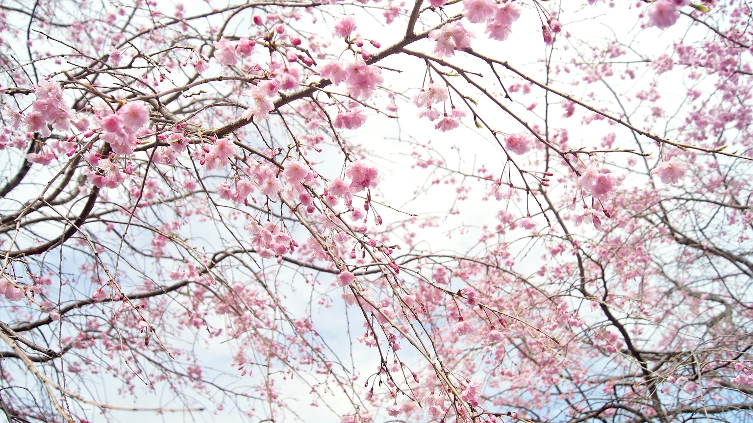 Äste mit hellrosa Blüten, die zum Himmel zeigen