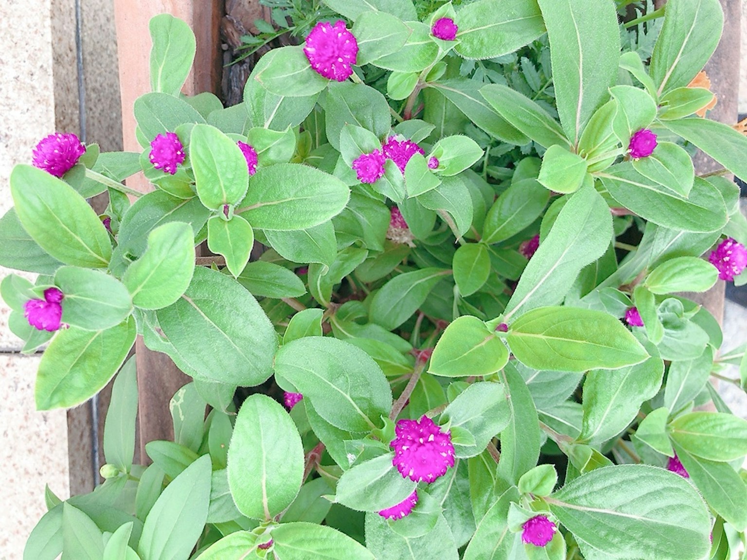 녹색 잎과 보라색 꽃이 있는 식물의 위쪽 보기