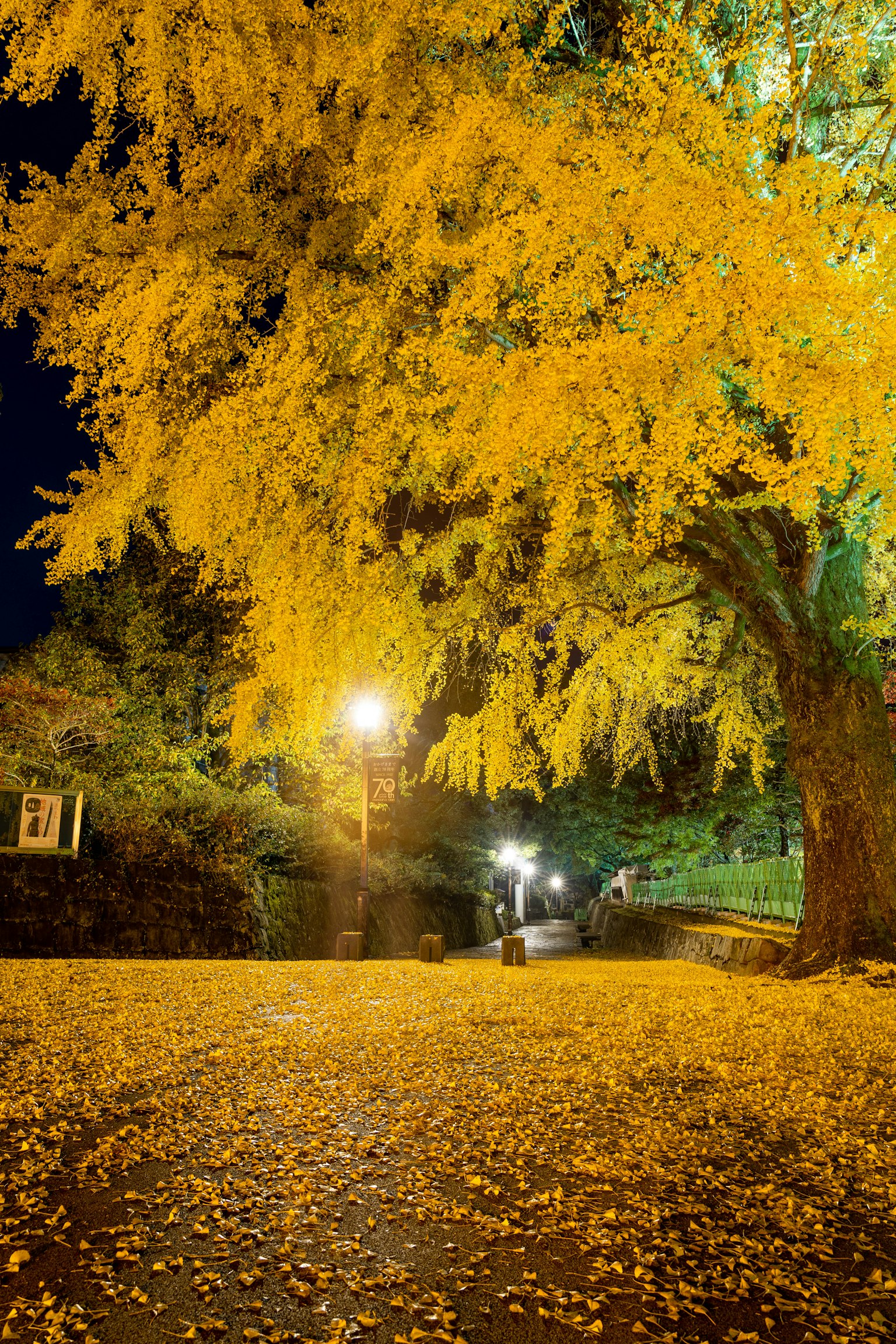 Une scène nocturne avec un arbre de ginkgo jaune vif et des feuilles tombées