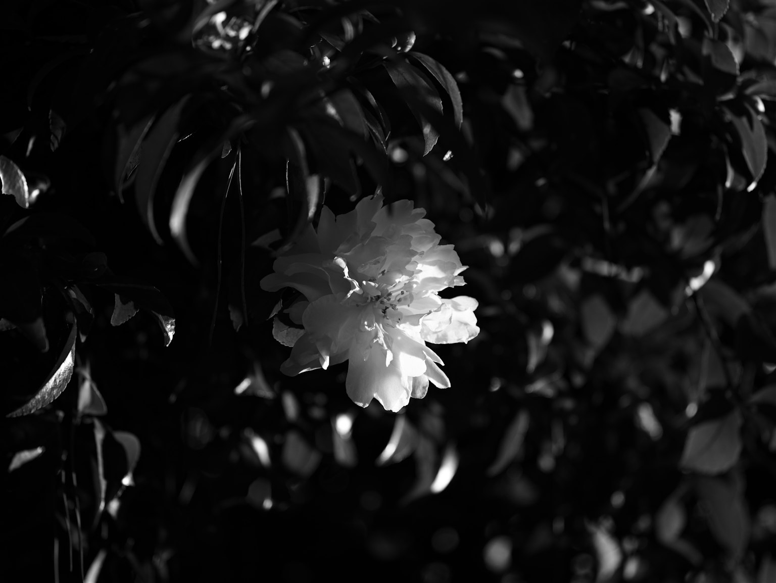 Imagen en blanco y negro con una flor blanca contrastando con hojas oscuras