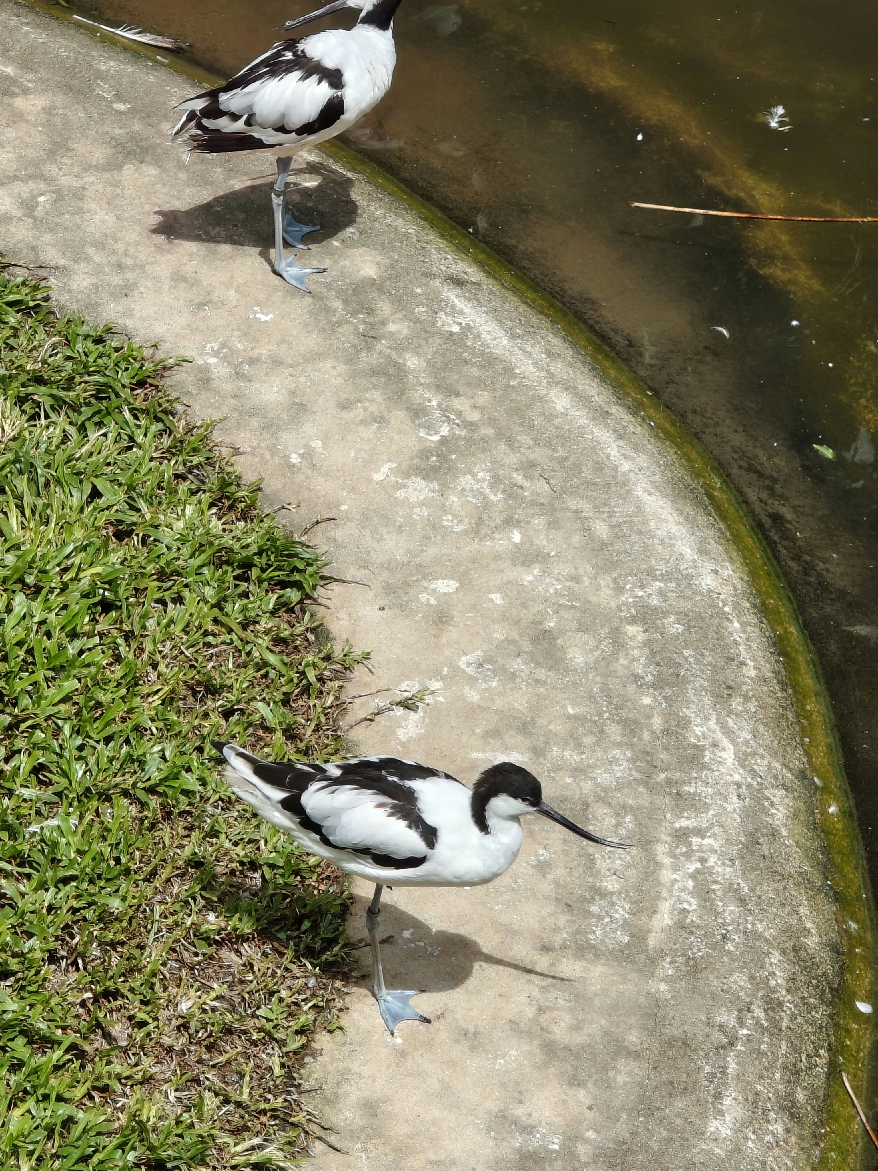 池の縁で水を見つめる鳥たち