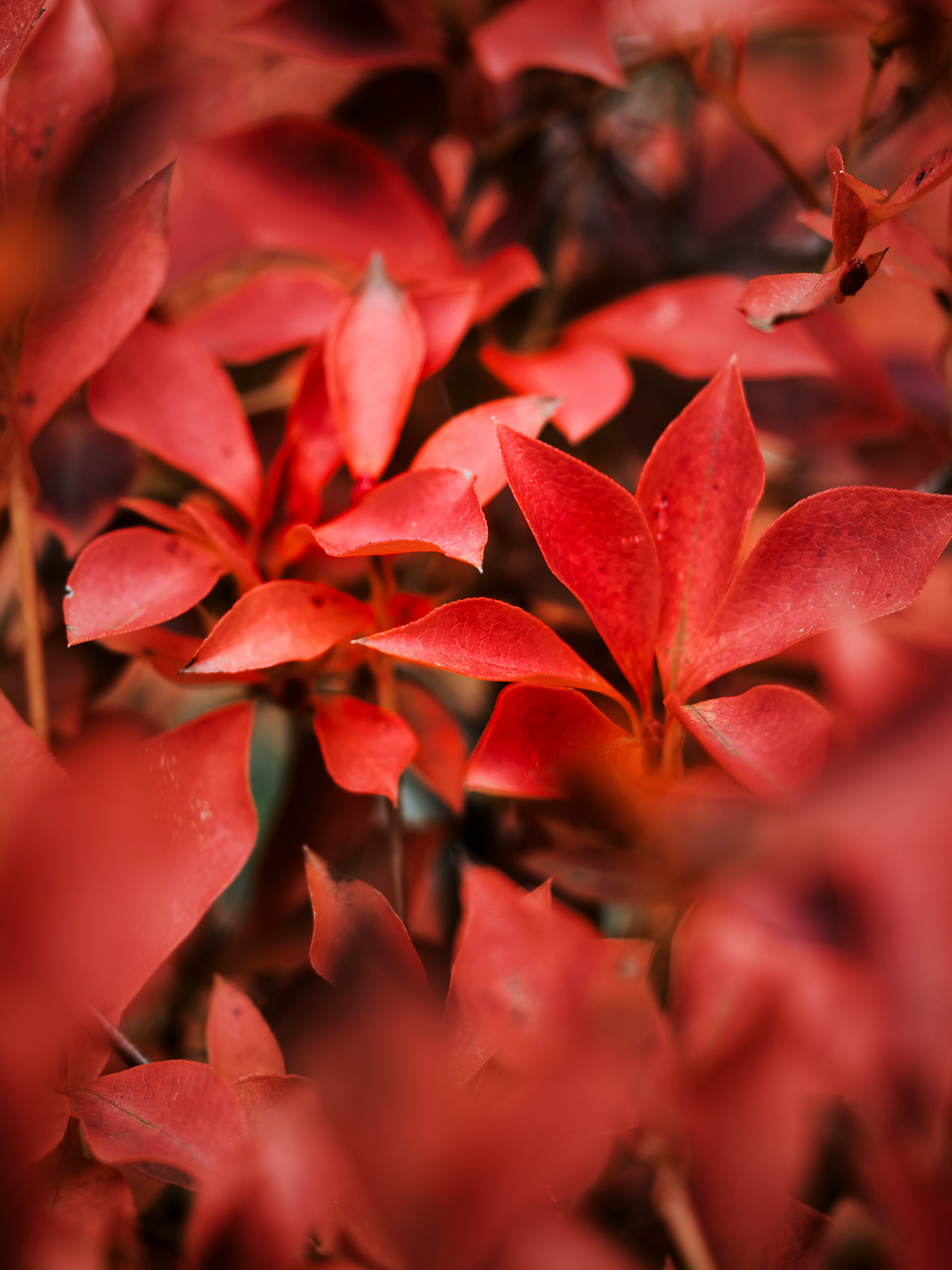 赤い紅葉の葉が密集したクローズアップ