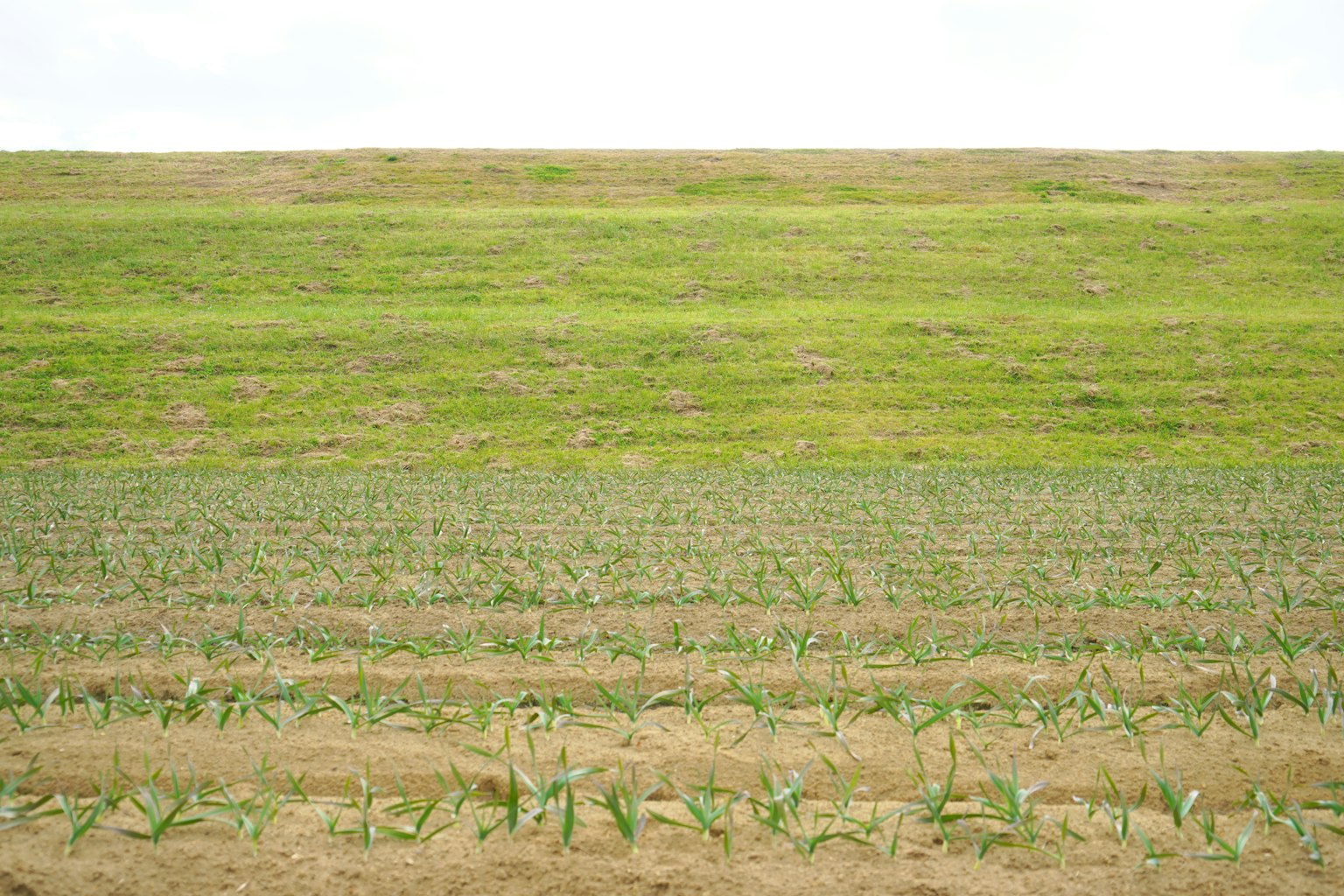 Pemandangan dengan rumput hijau dan barisan tanaman