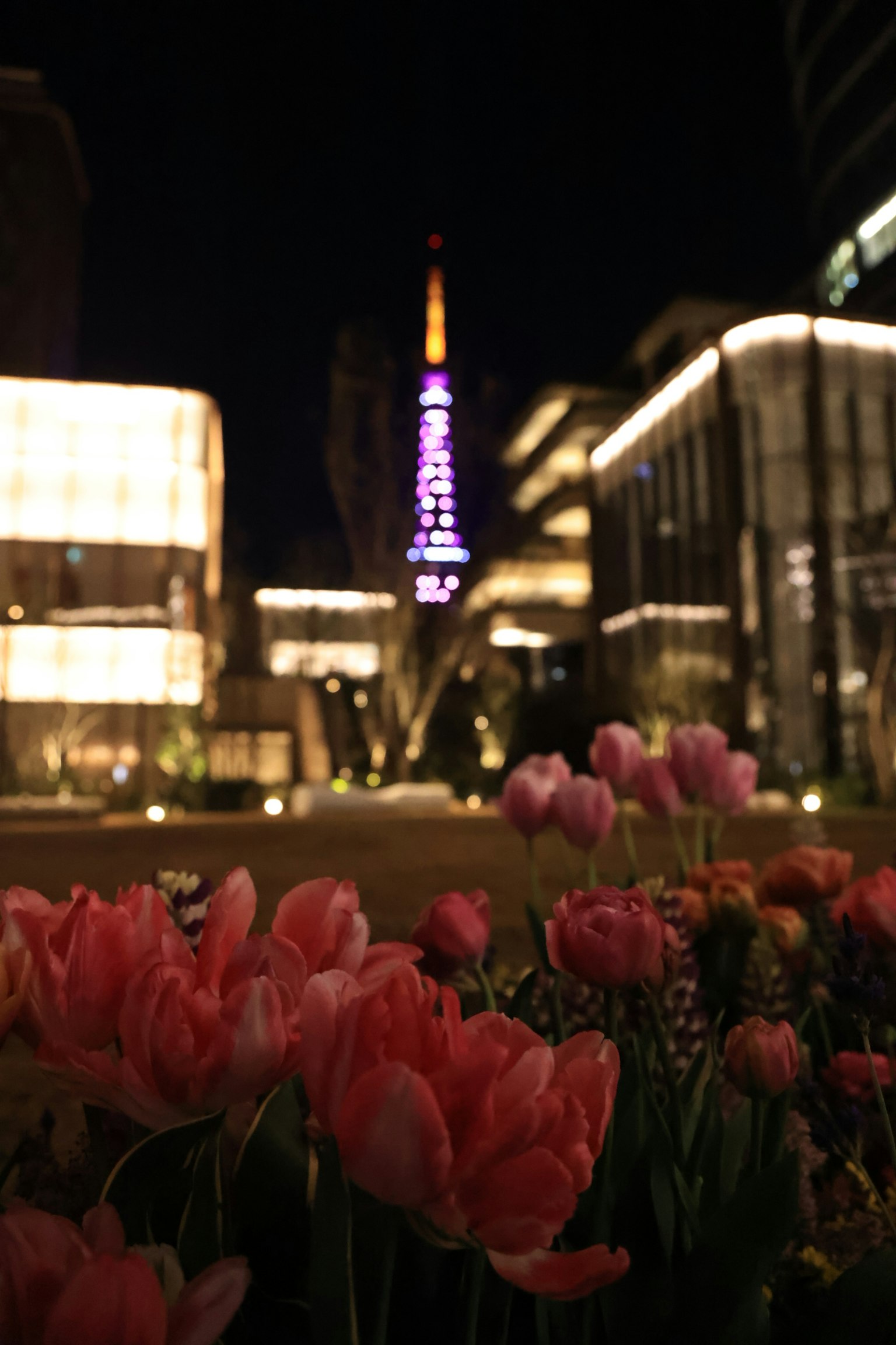 Tulipanes rosas en primer plano con la Torre de Tokio iluminada de noche