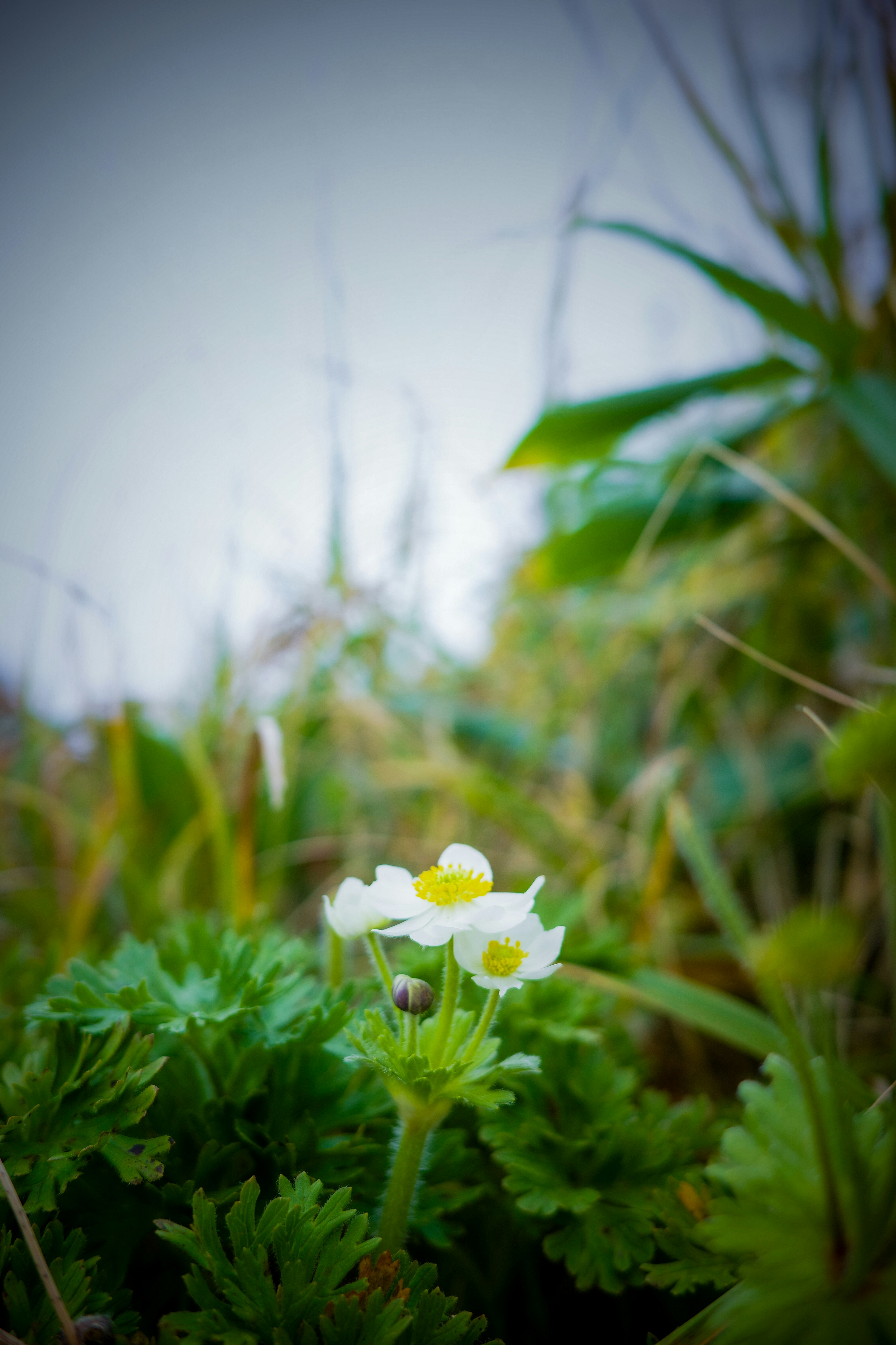 Eine weiße Blume umgeben von grünem Laub in einer natürlichen Umgebung