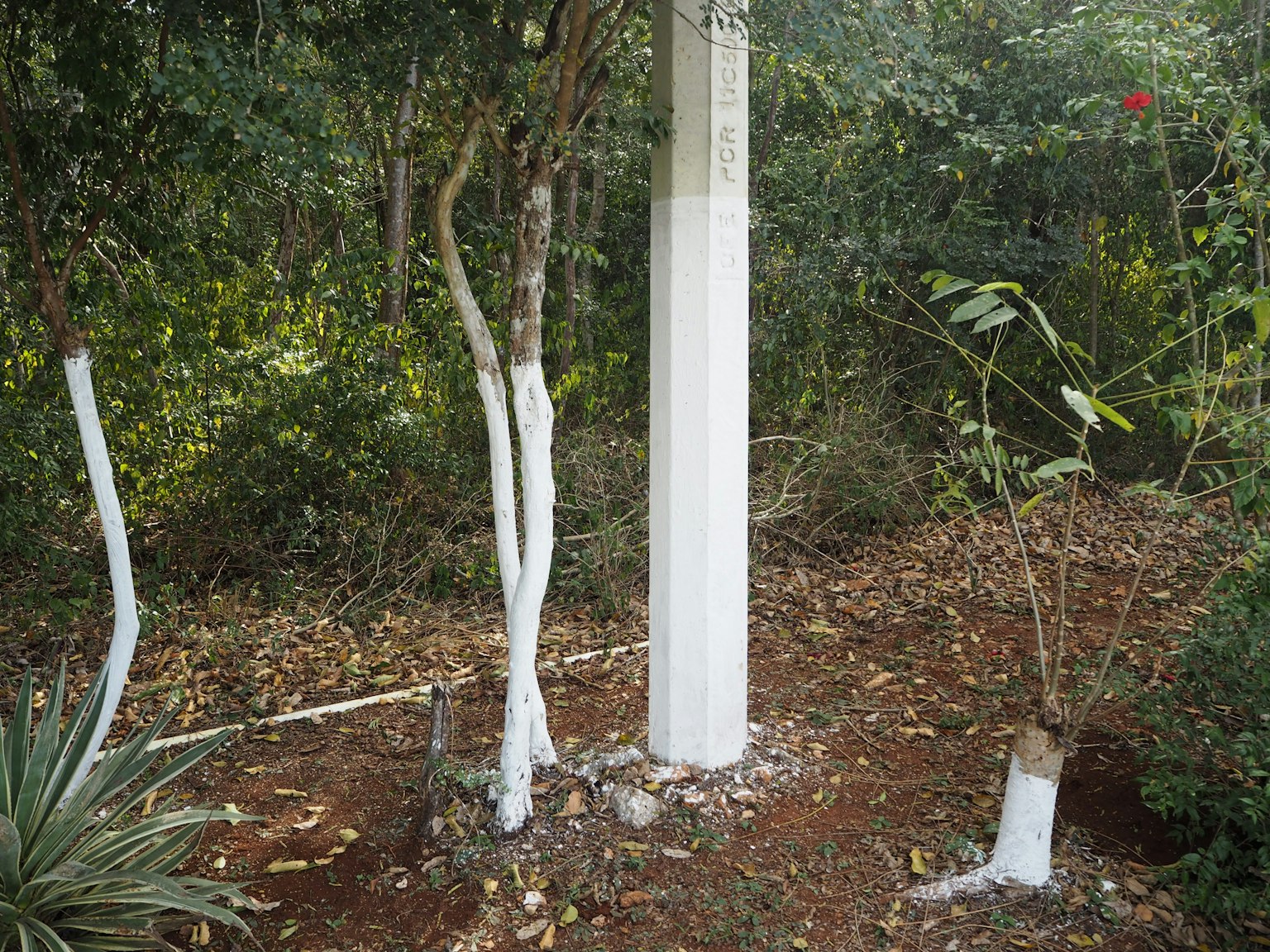 Scena di giardino con tronchi d'albero e un palo dipinti di bianco