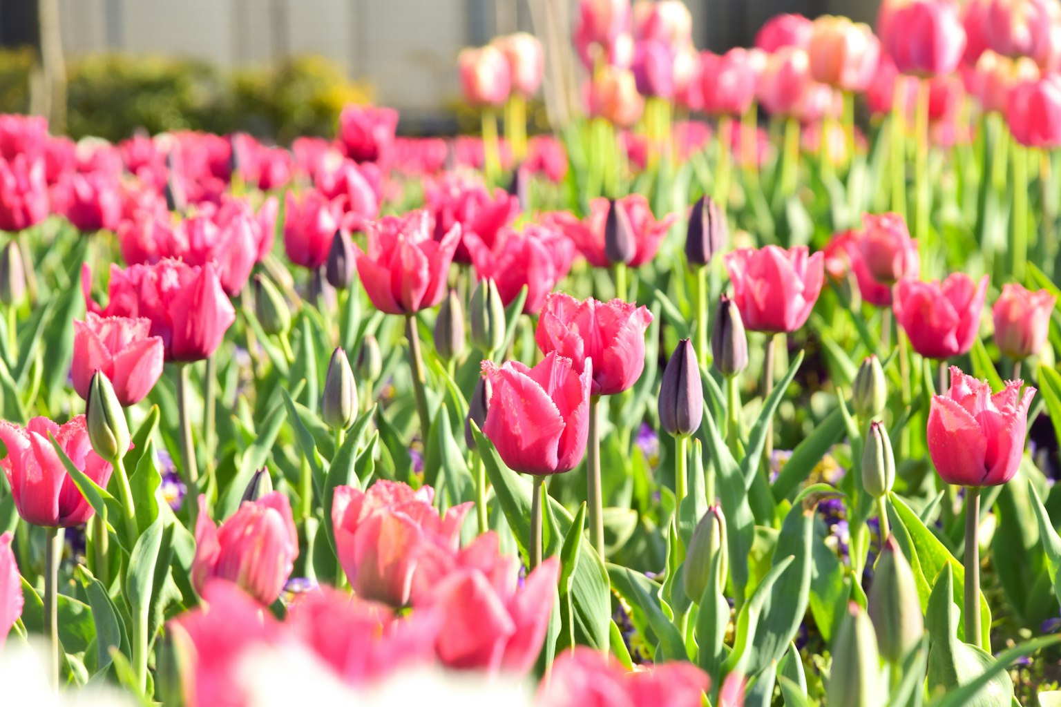 Tulipani colorati in fiore in un giardino