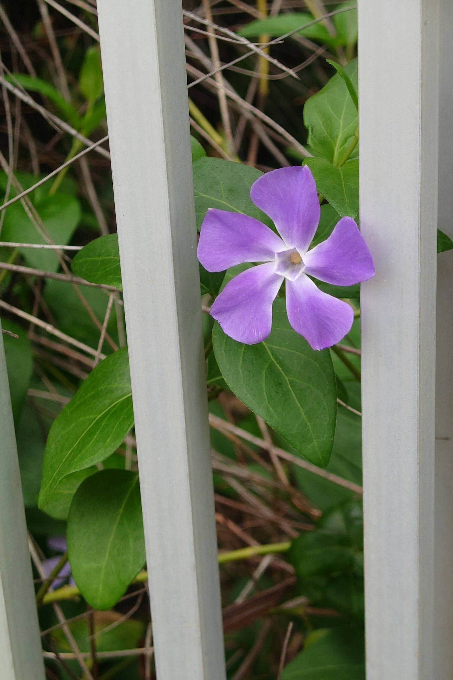 Fiore viola che spunta attraverso una recinzione bianca