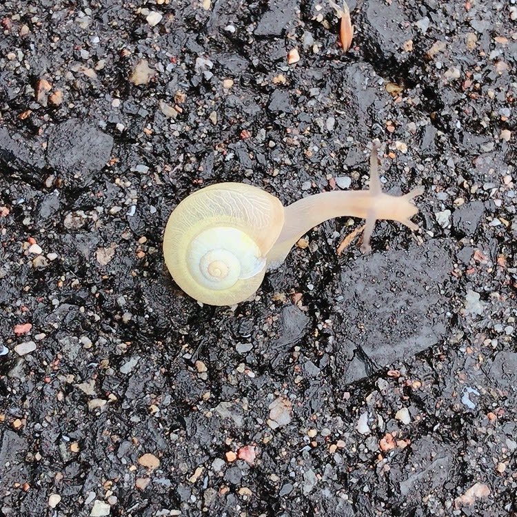 砕石の地面に落ちた貝殻