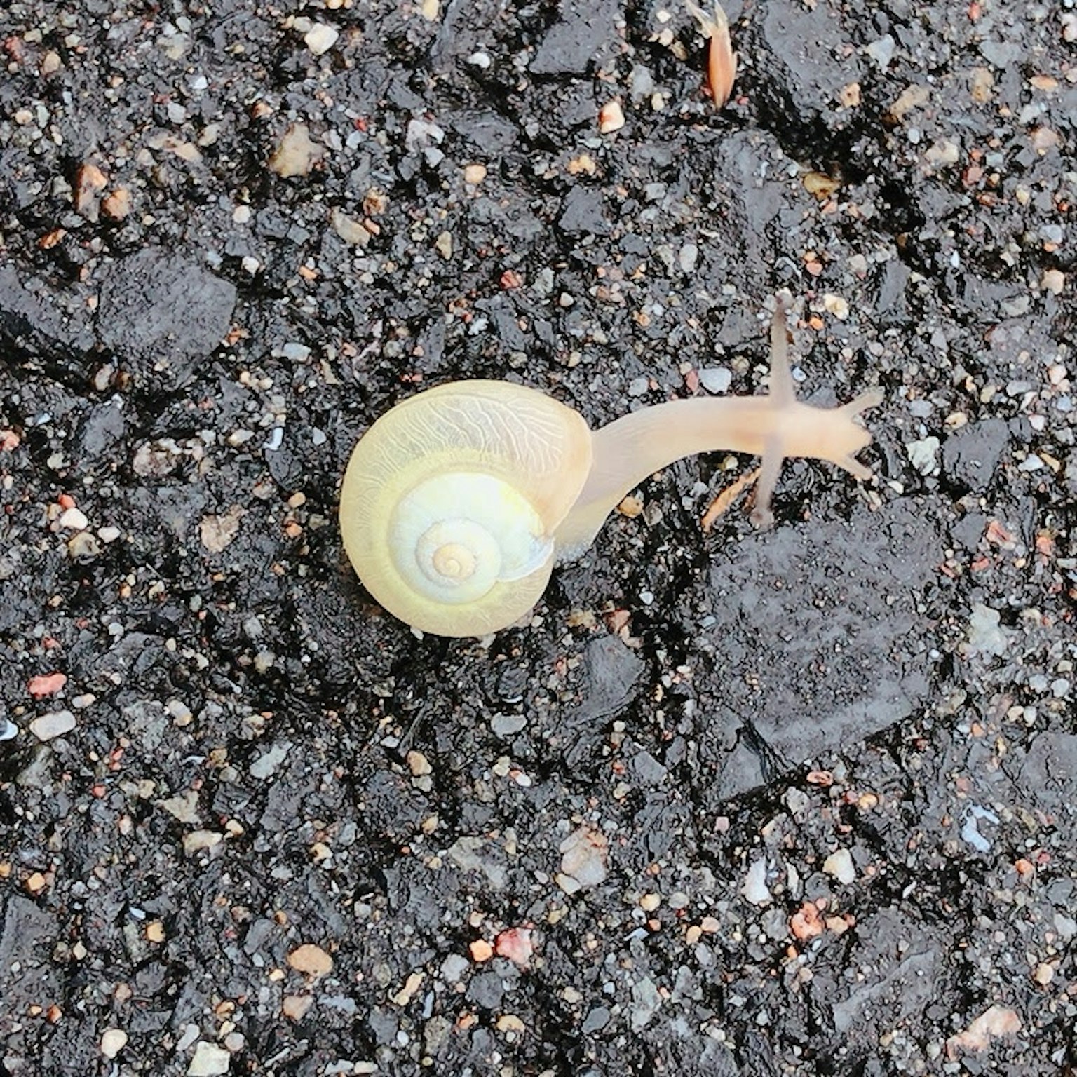 地面上的浅色蜗牛及其触角