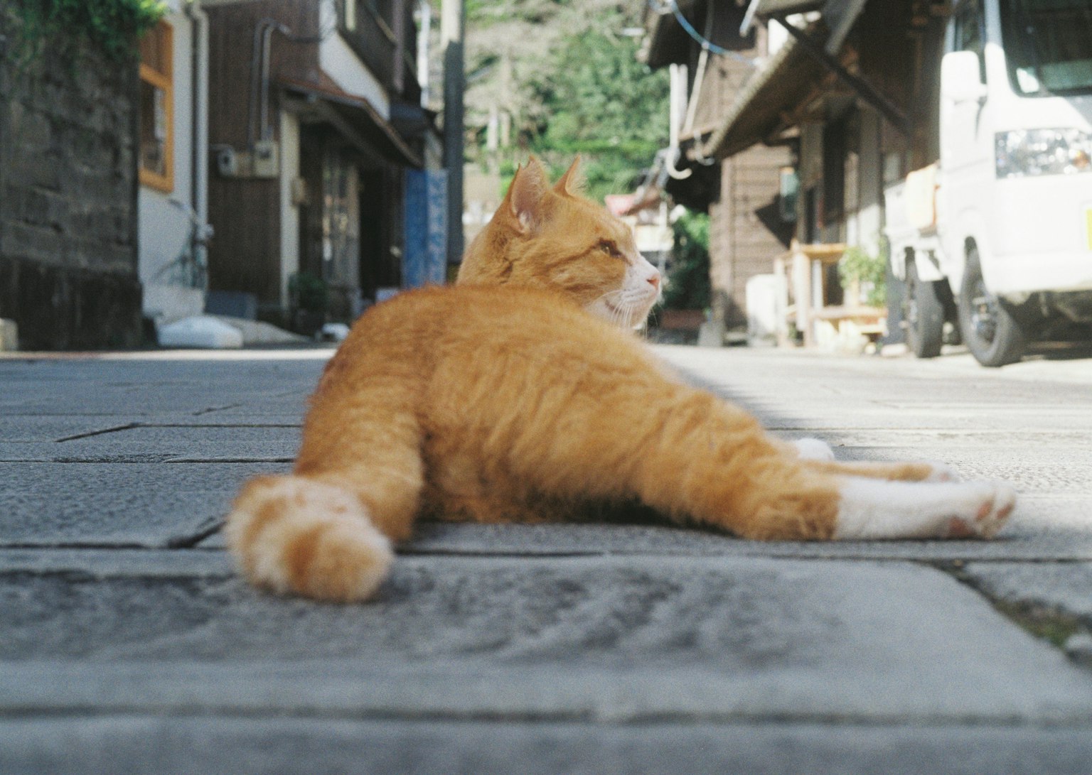 街の道に横たわるオレンジ色の猫の後ろ姿