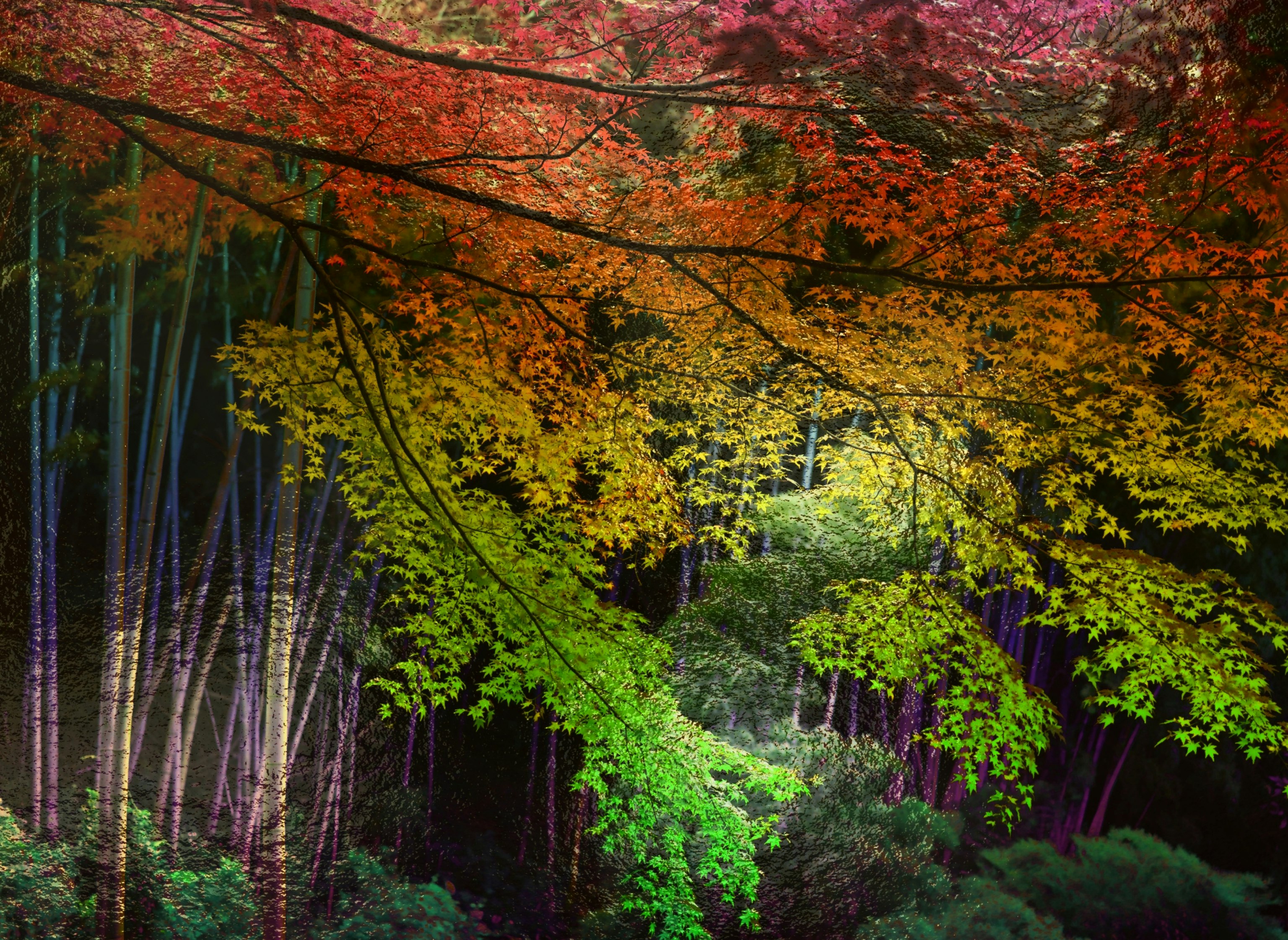 色づく紅葉と新緑が重なる森の小径