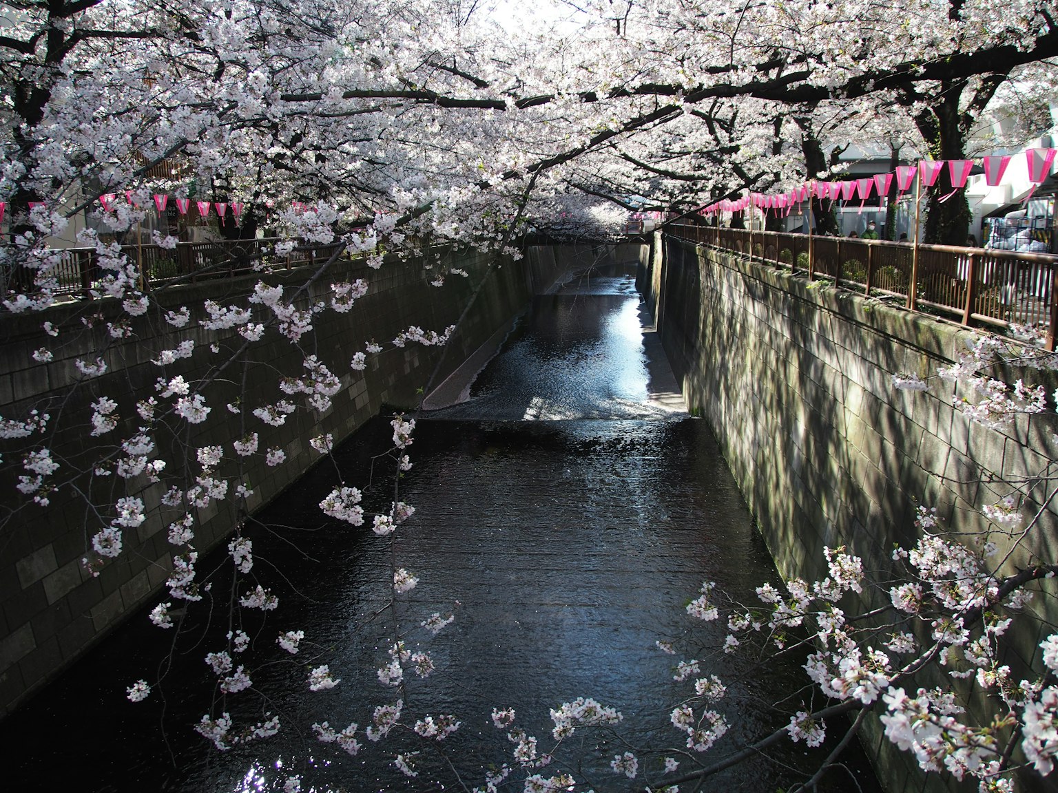 ทิวทัศน์ของดอกซากุระริมแม่น้ำพร้อมการสะท้อนที่สวยงาม