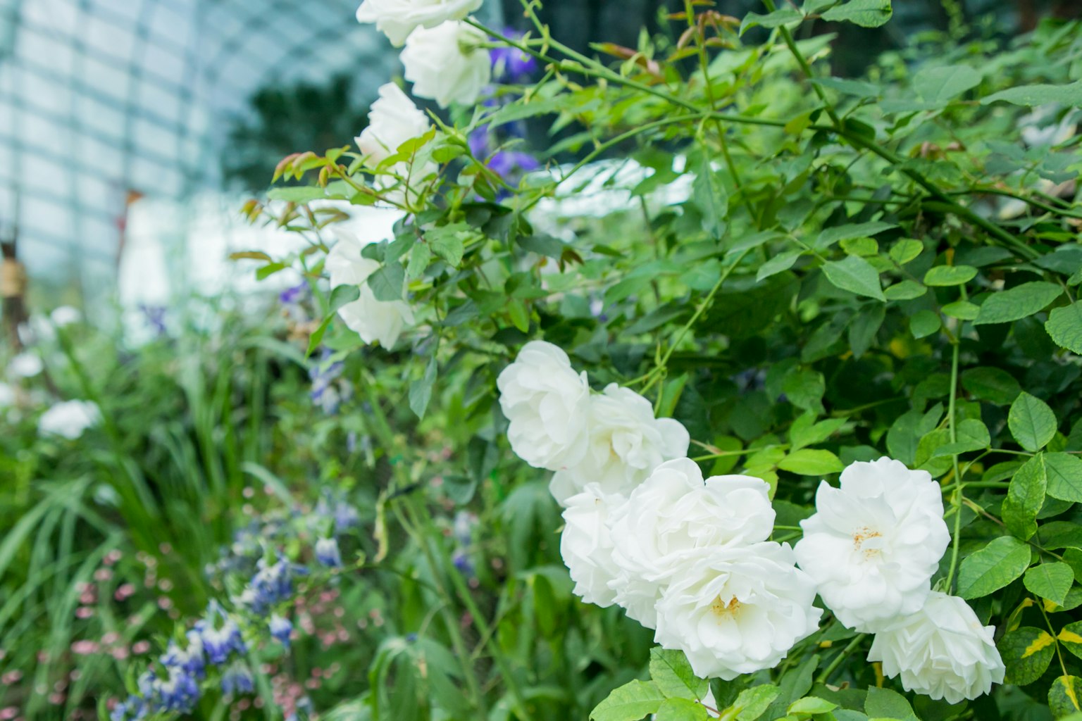 Scena di giardino lussureggiante con rose bianche e vegetazione verde
