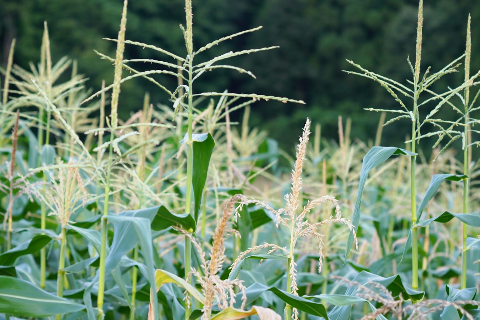 Campo de maíz verde con tallos altos y espigas