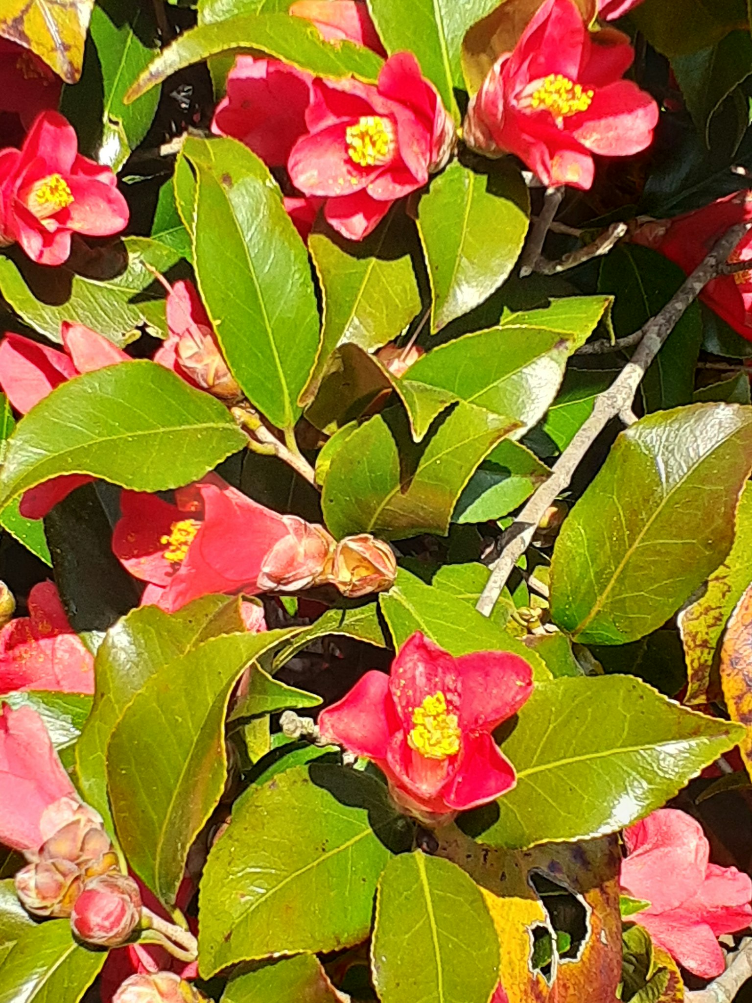 特写植物，鲜红花朵与郁郁葱葱的绿叶